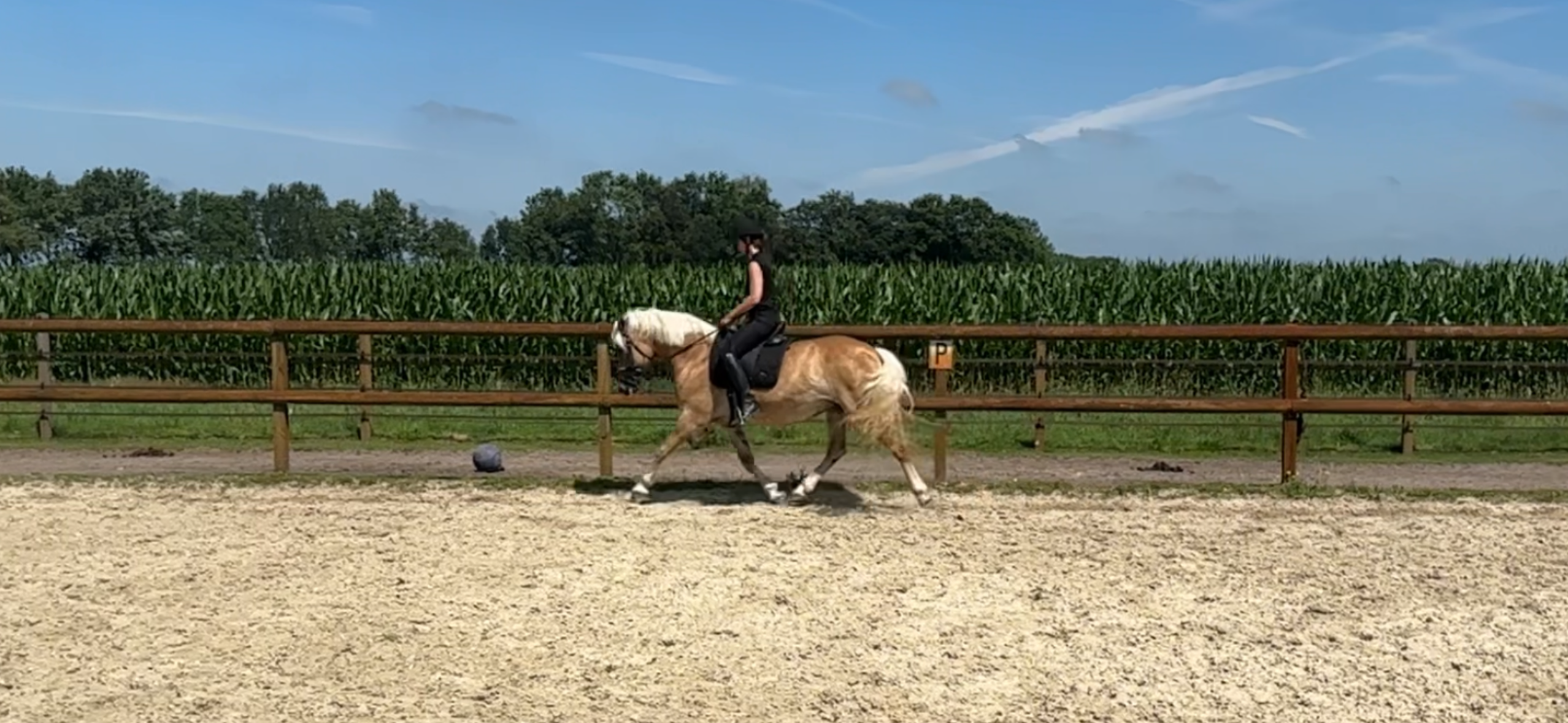 14-year-old Elite Haflinger mare