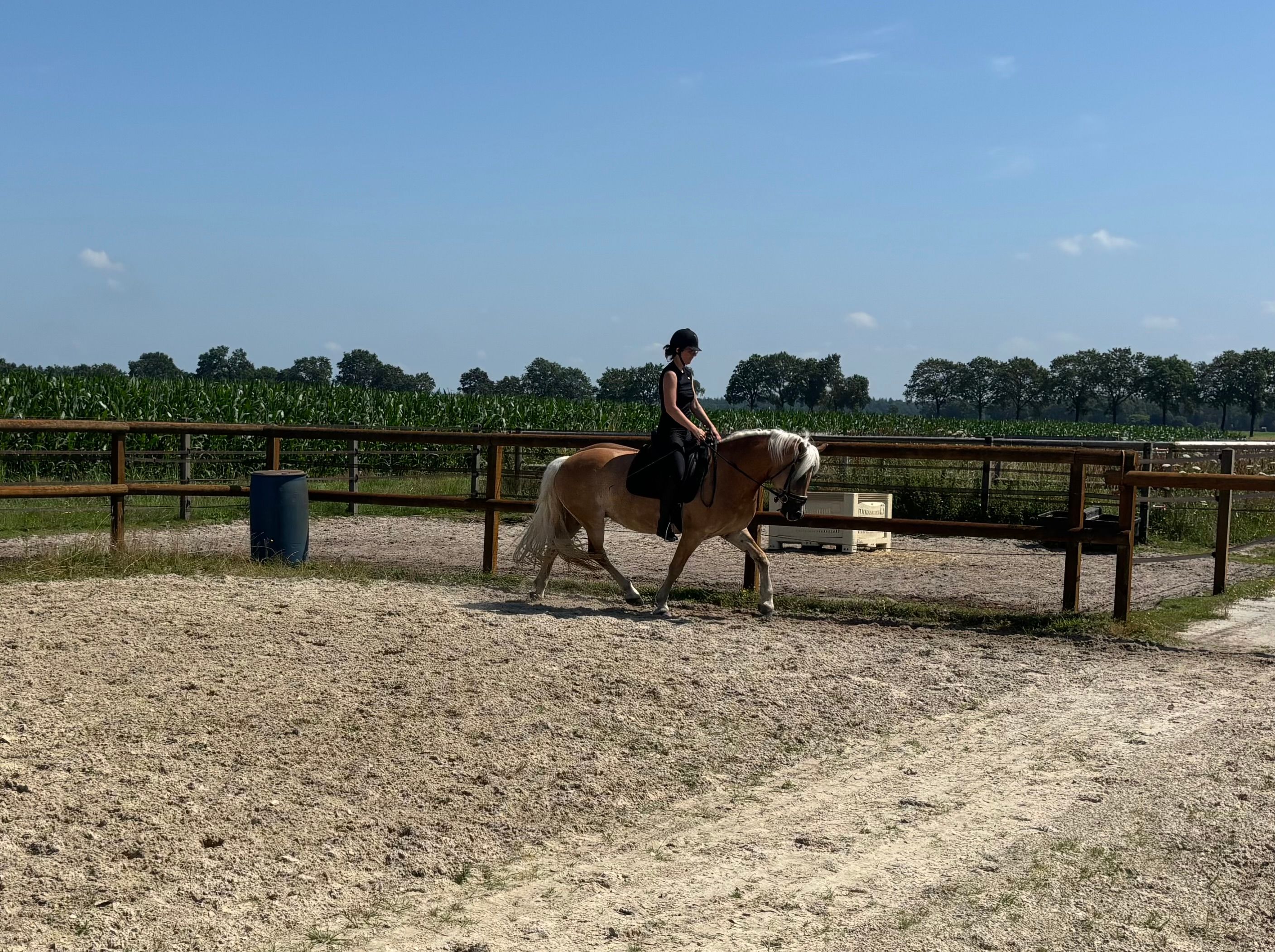 haflinger haflinger merrie 14 jaar vos te koop - Foto 4