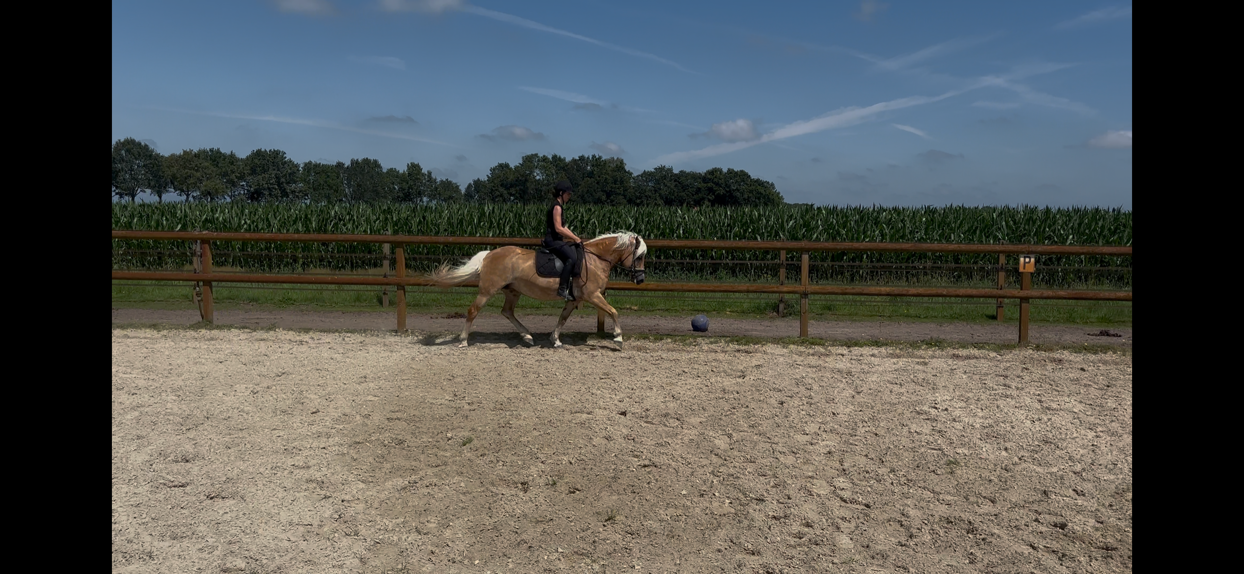 haflinger haflinger merrie 14 jaar vos te koop - Foto 3