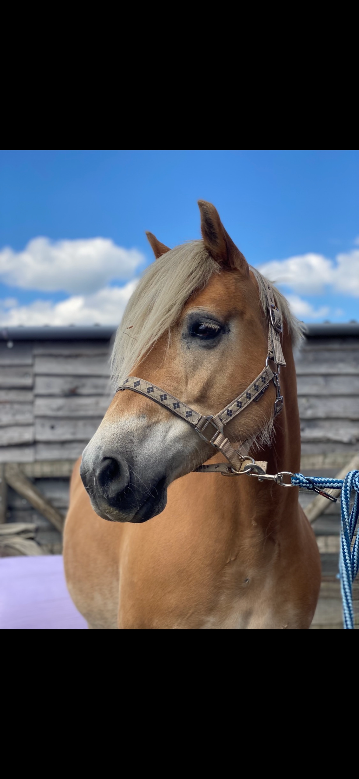 haflinger haflinger merrie 14 jaar vos te koop - Foto 2