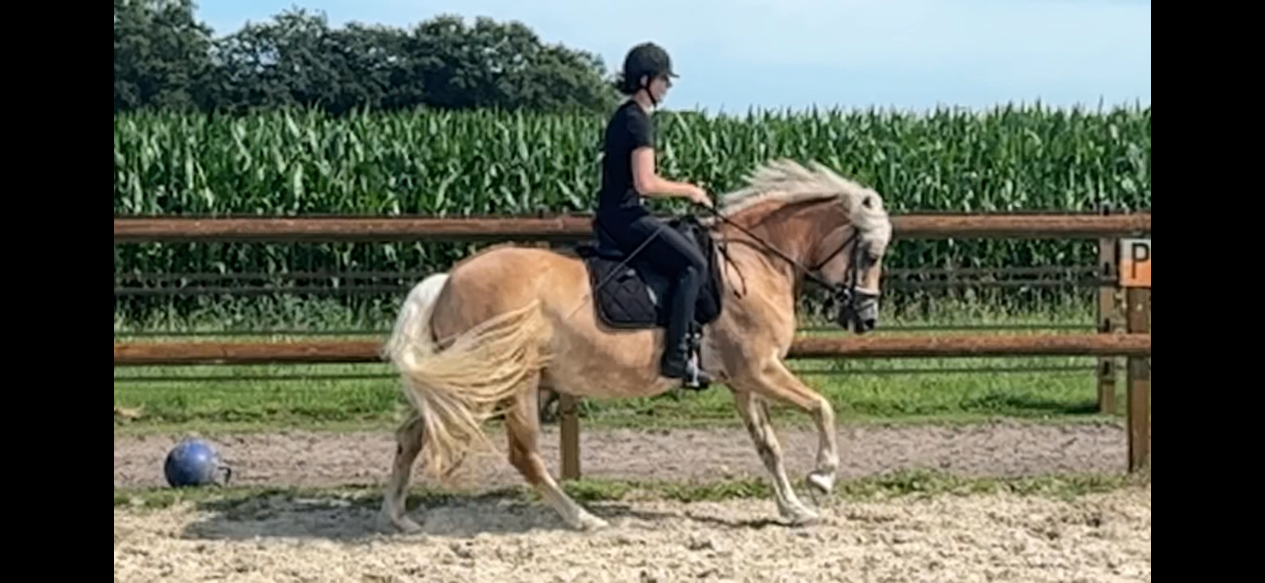 haflinger haflinger merrie 14 jaar vos te koop - Foto 5