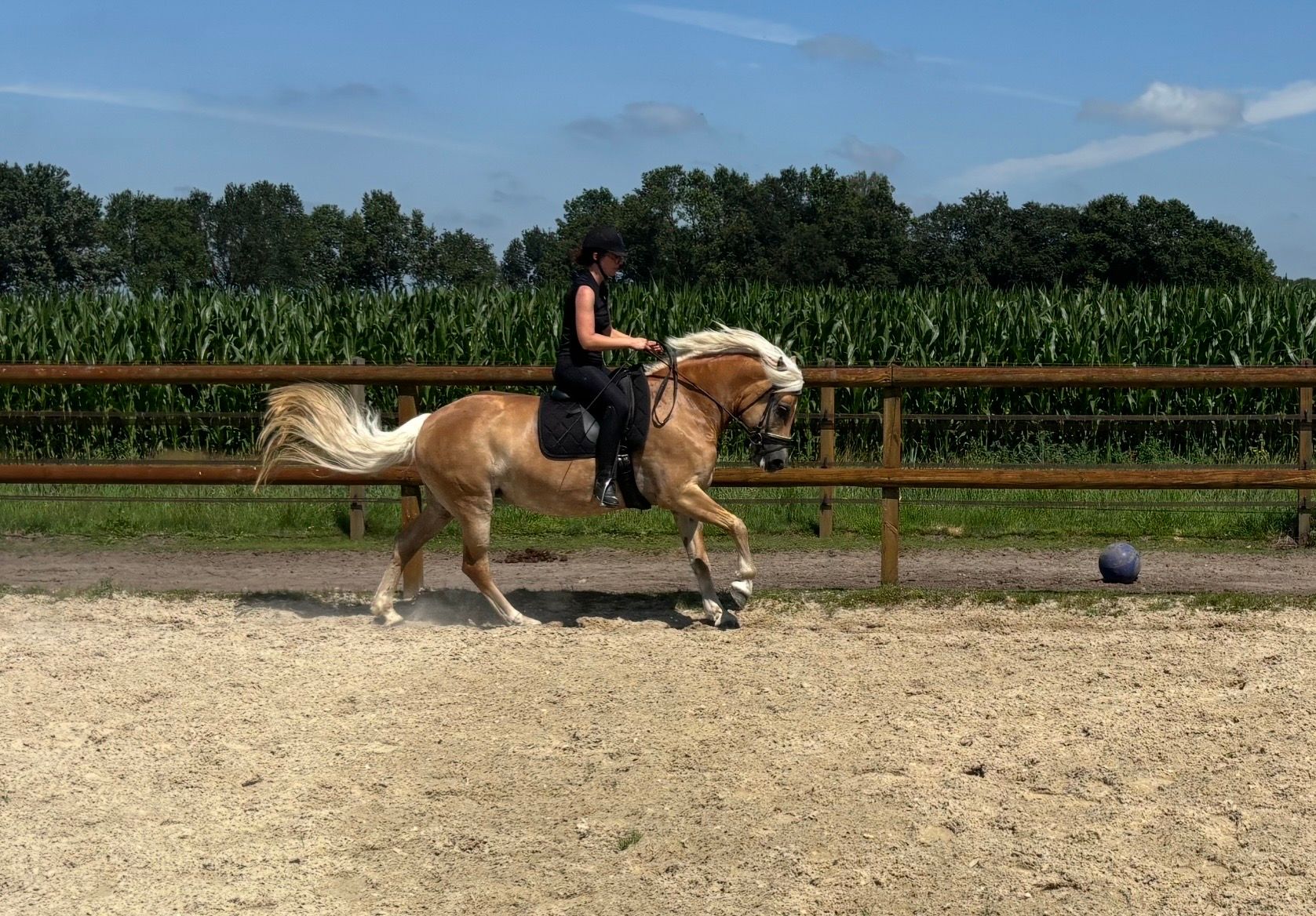 haflinger haflinger merrie 14 jaar vos te koop - Foto 6