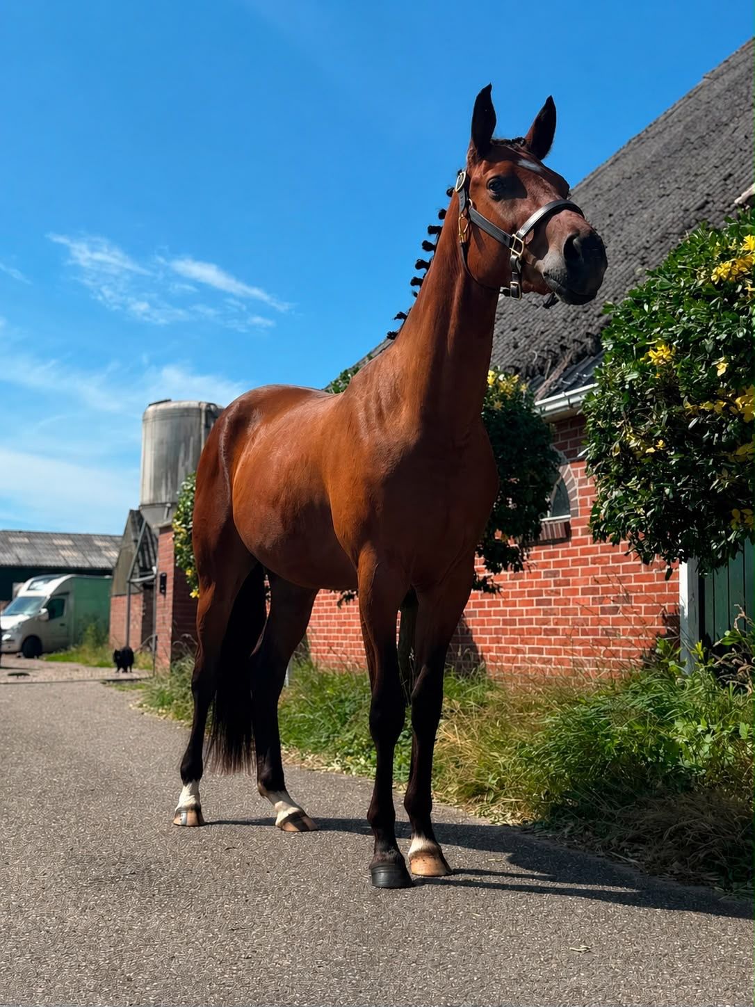 ander dressuurpony ruin 3 años donkerbruin en venta - Foto 3