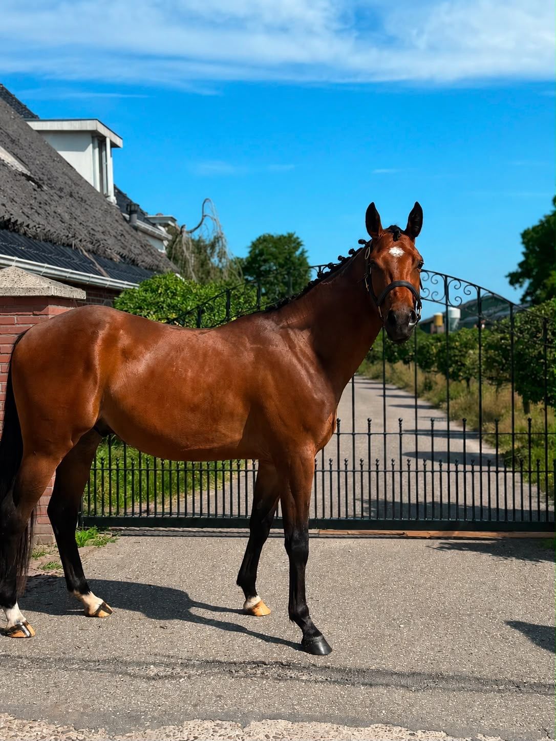 ander dressuurpony ruin 3 años donkerbruin en venta - Foto 2