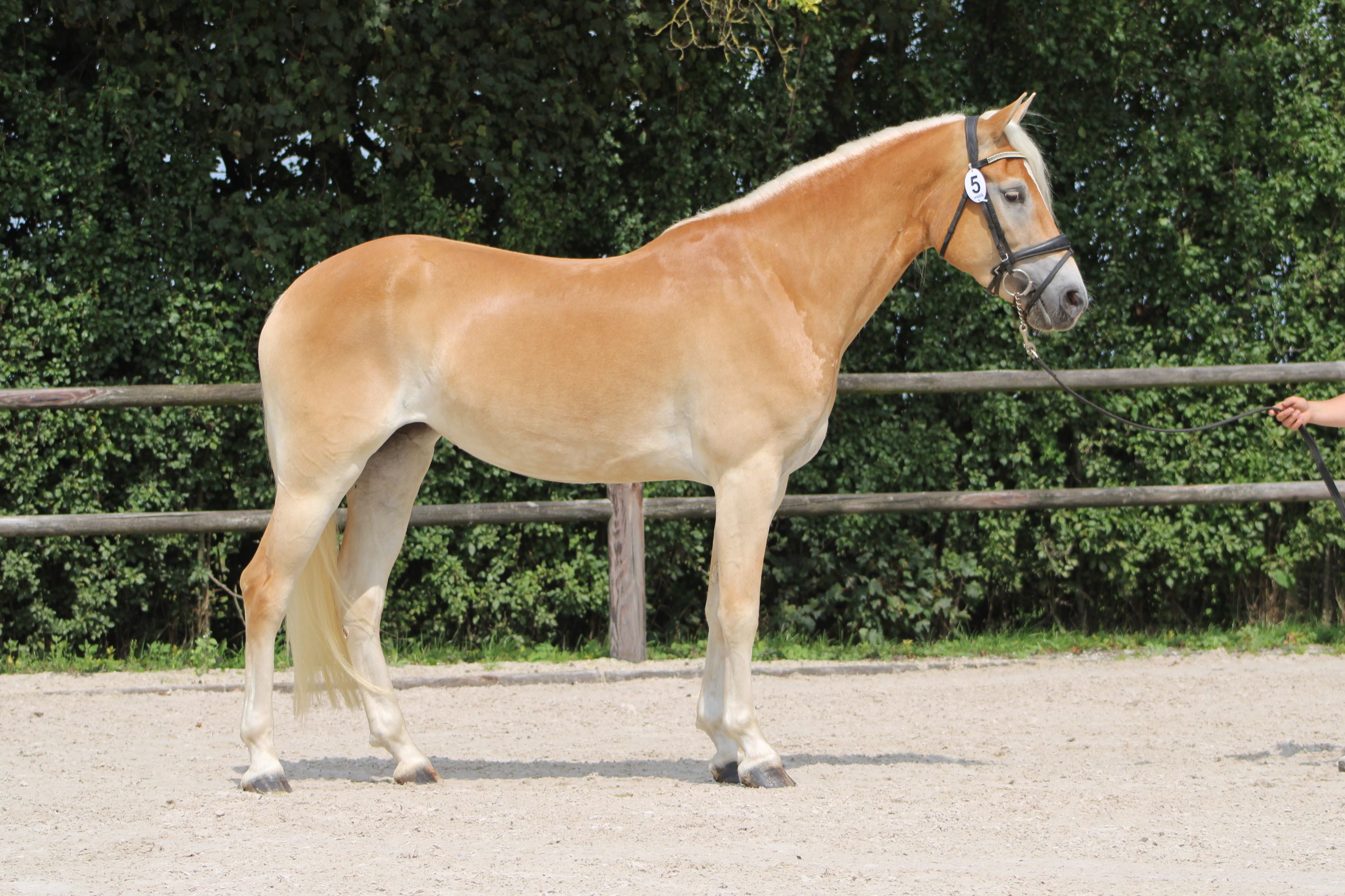 4-year-old haflinger mare