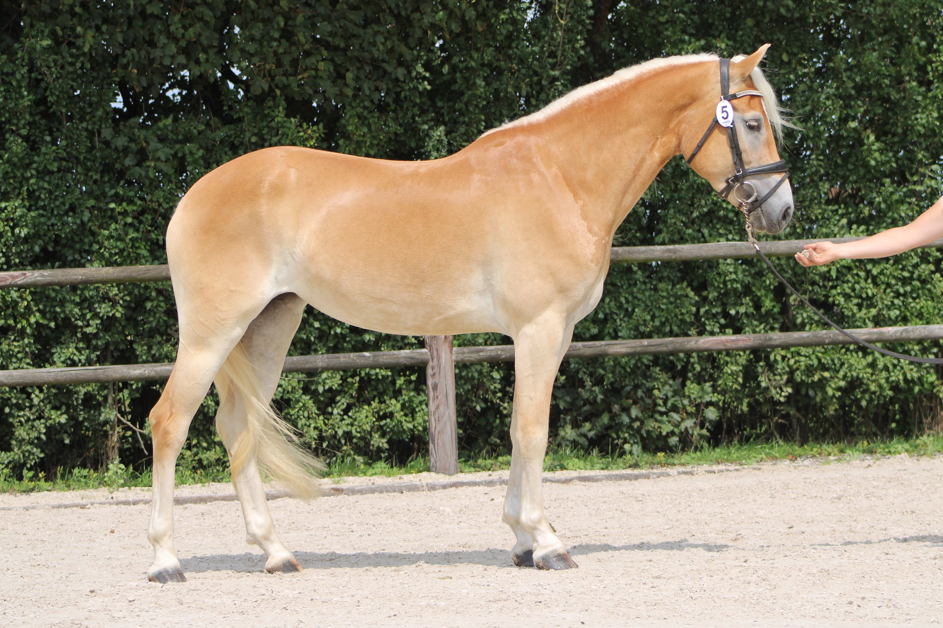 haflinger haflinger merrie 4 jaar vos te koop - Foto 3