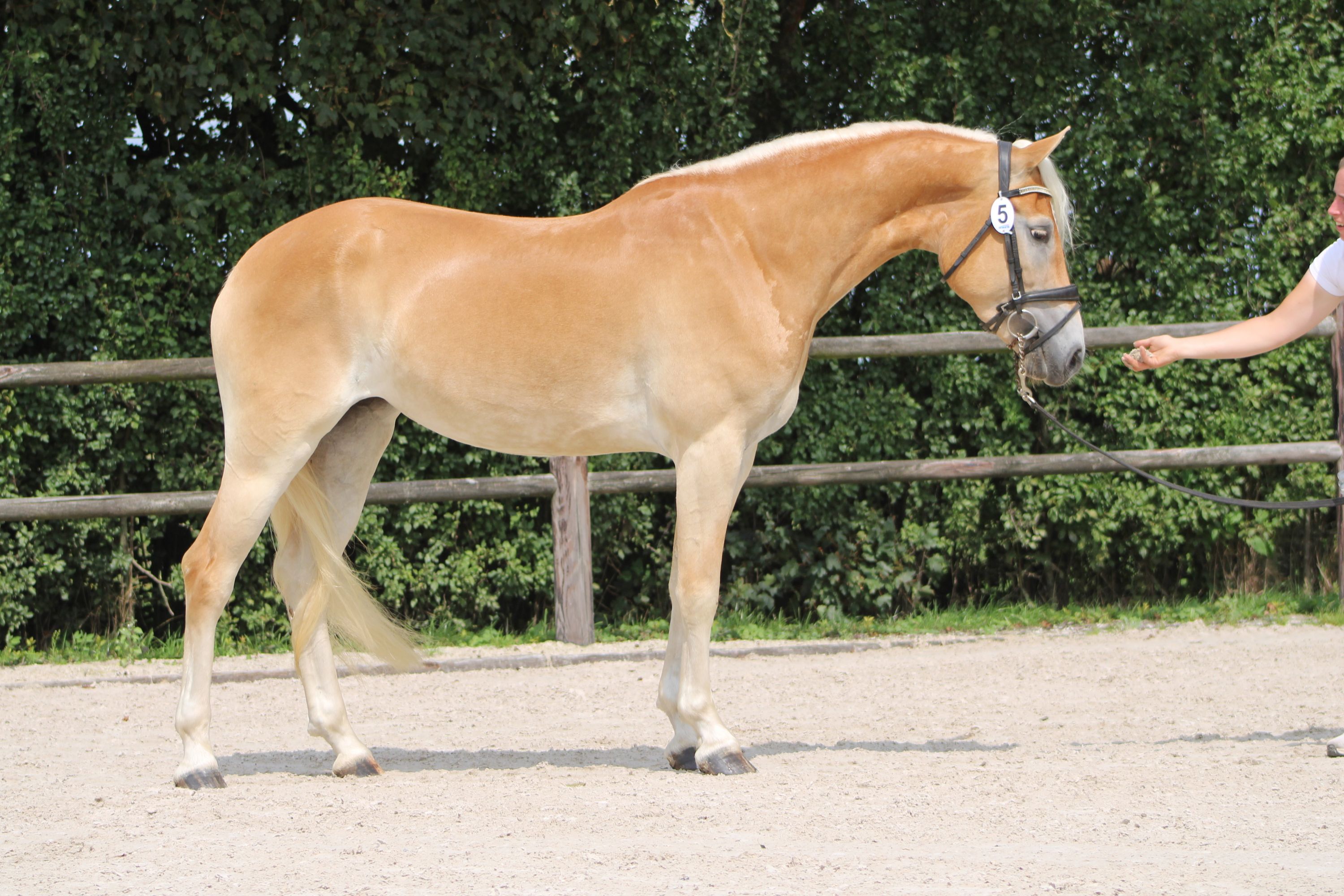 haflinger haflinger merrie 4 jaar vos te koop - Foto 2