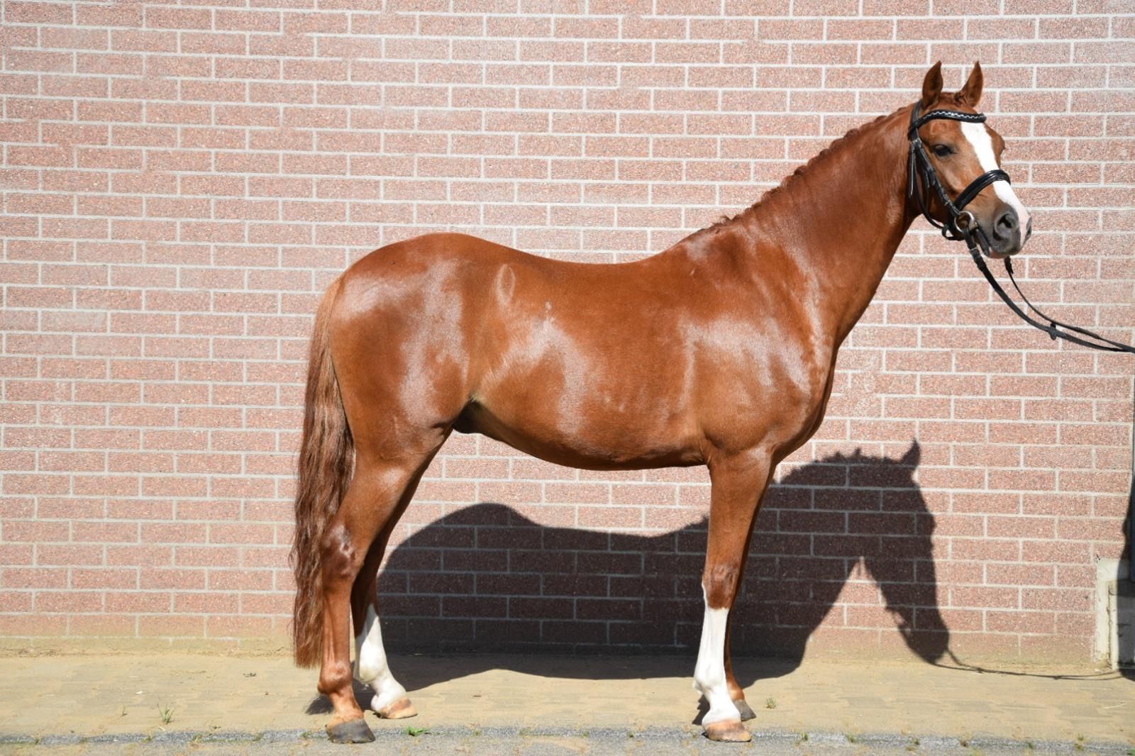 Brave, chic C-pony L1 dressage - reliable children's pony