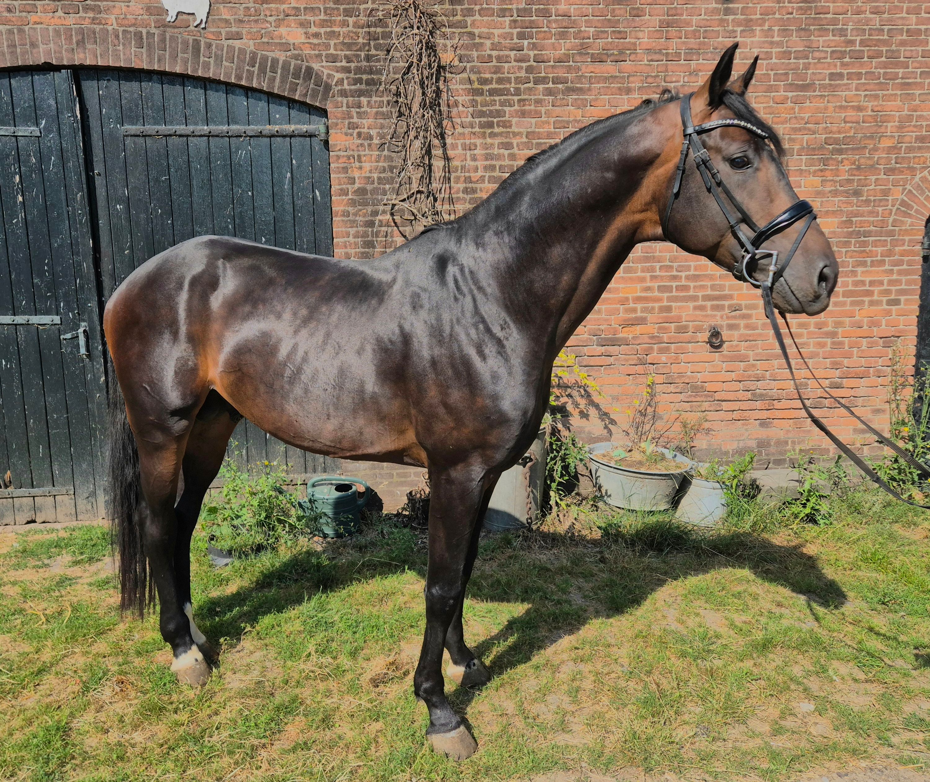 kwpn dressuurpaard hengst 5 Jahre alt donkerbruin zu verkaufen - Foto 4