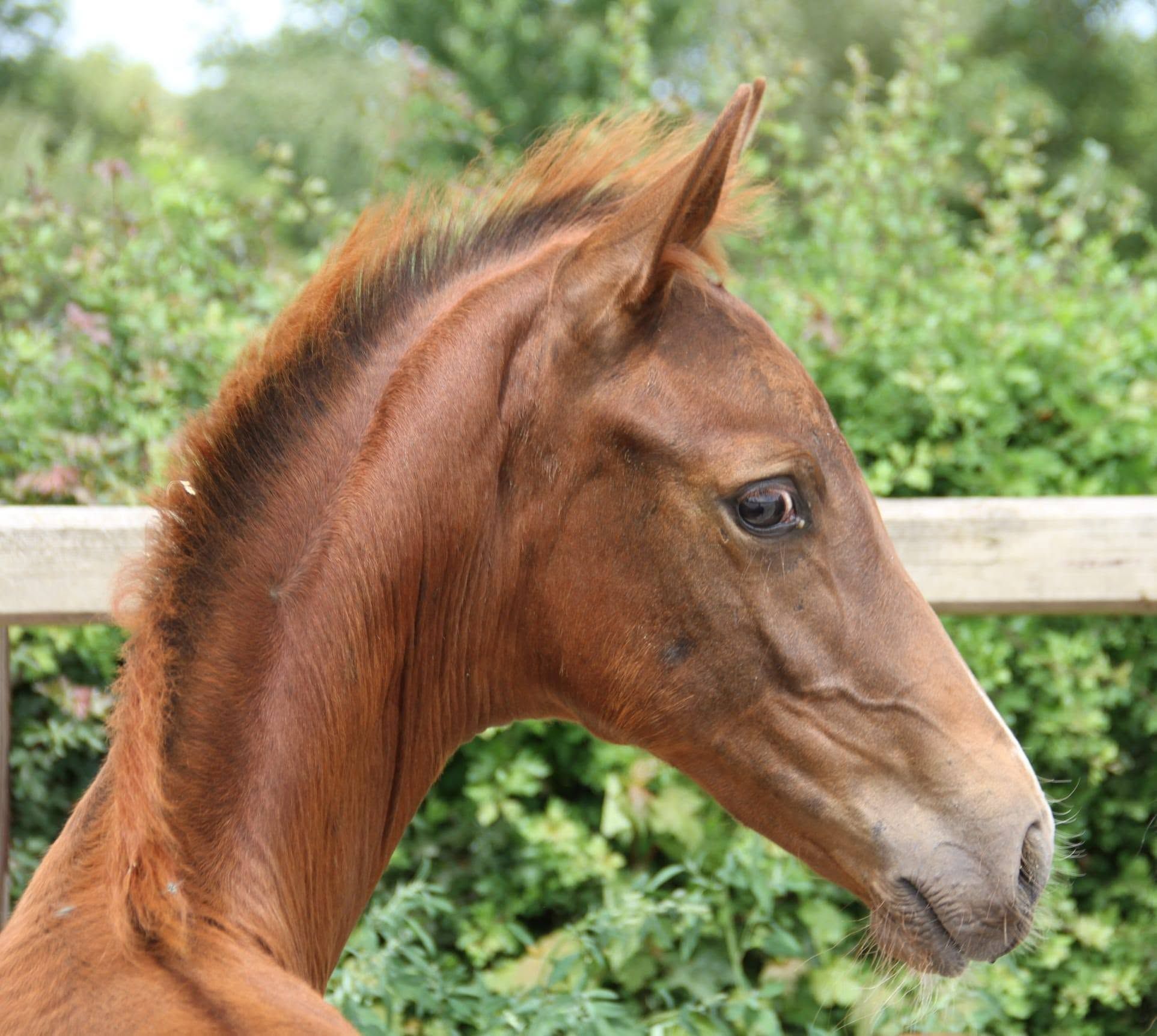 KWPN dressuurpaard hengst 0 岁 andere-kleur 出售 - 照片 2