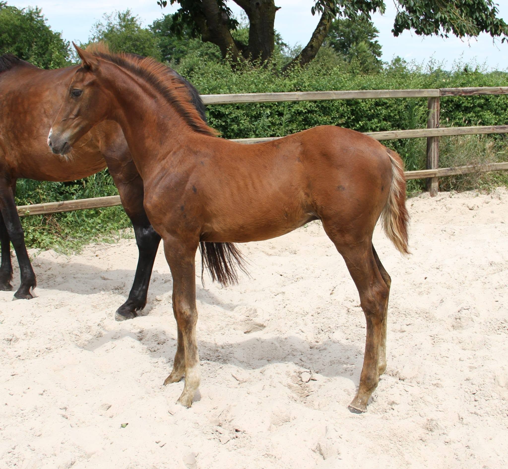 KWPN dressuurpaard hengst 0 岁 andere-kleur 出售 - 照片 3