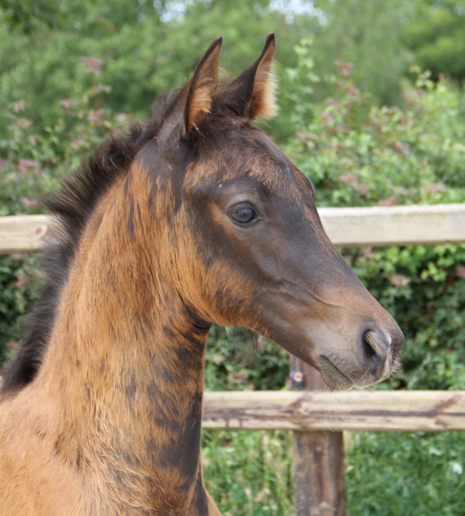 KWPN dressuurpaard Merrie 0 år donkerbruin till salu - Foto 2