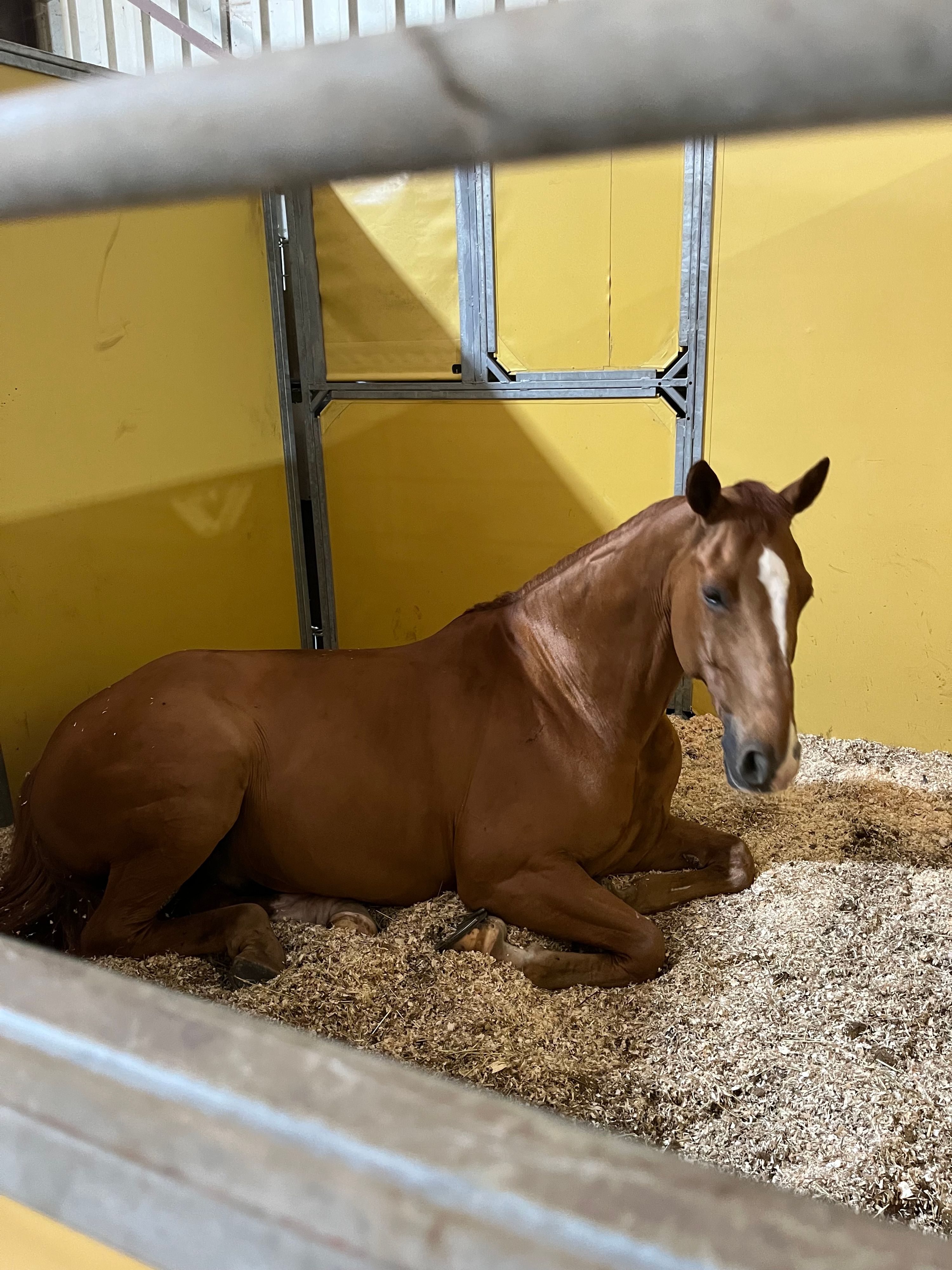 wurttemberg dressuurpaard ruin 13 years old vos for sale - Photo 4