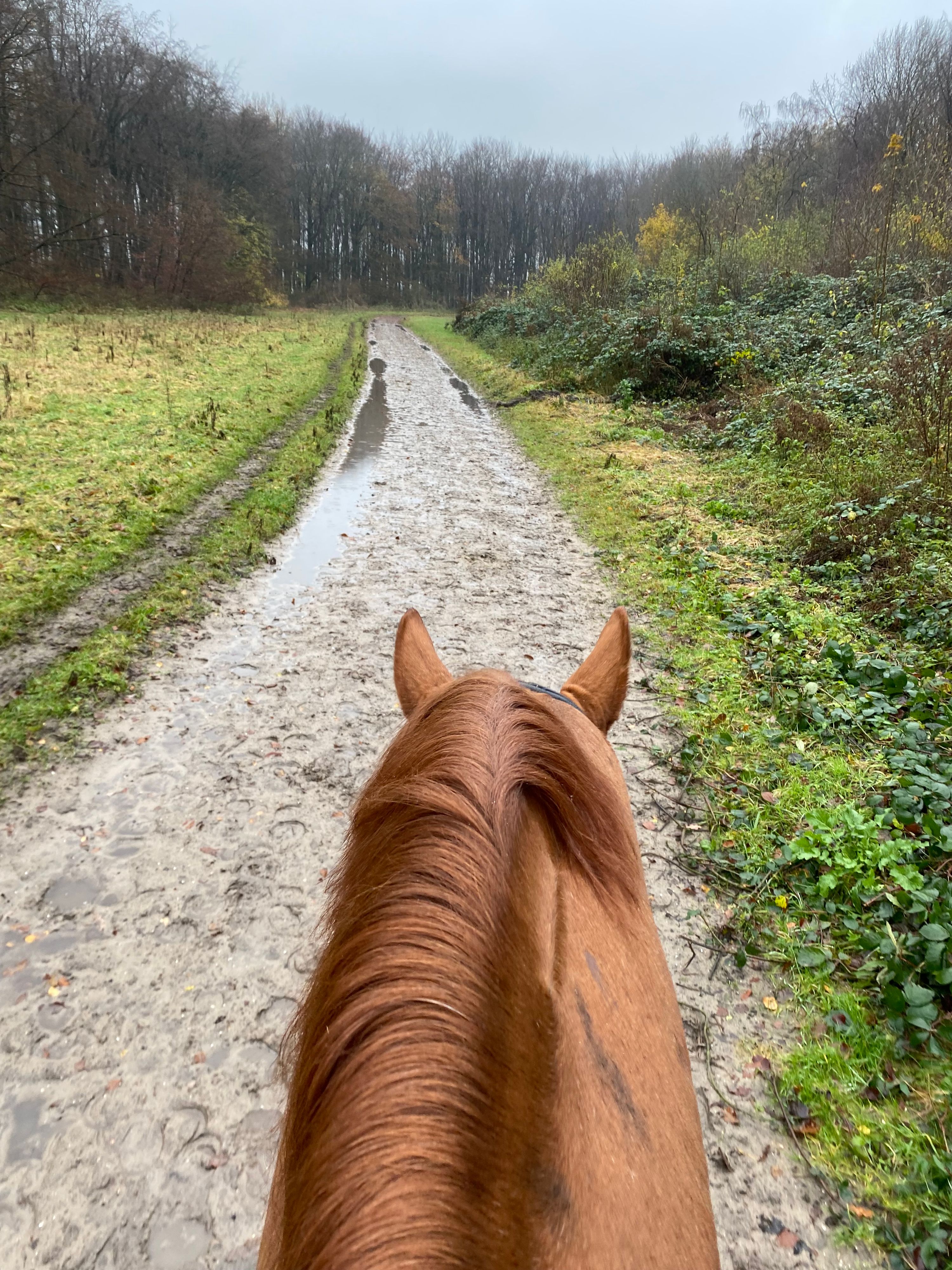 wurttemberg dressuurpaard ruin 13 years old vos for sale - Photo 6