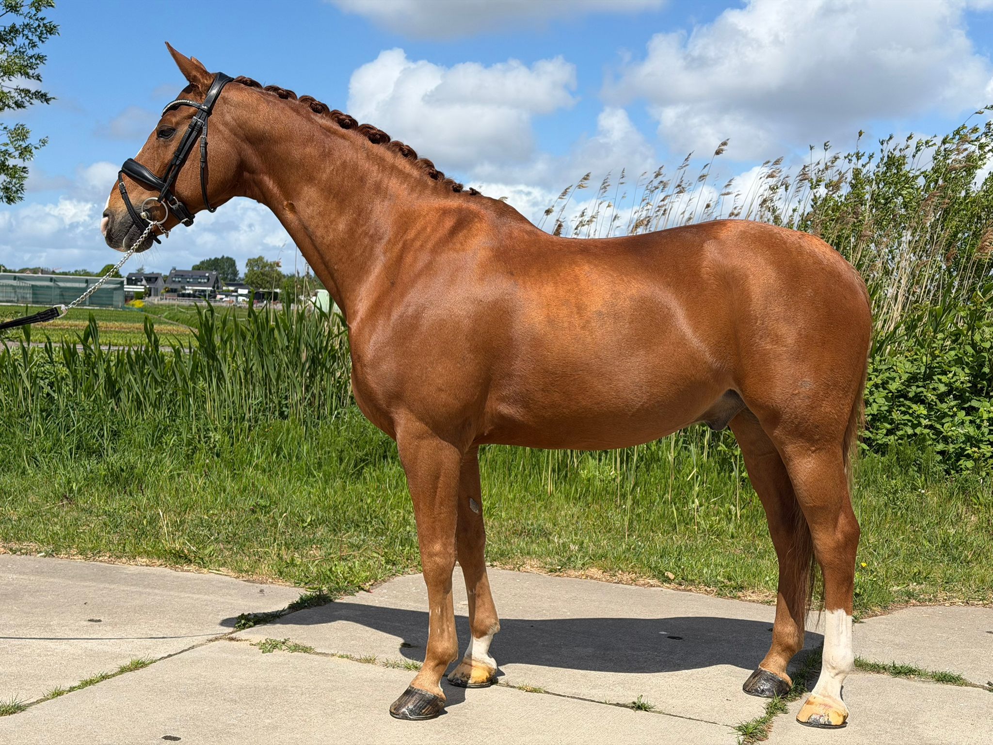 wurttemberg dressuurpaard ruin 13 years old vos for sale - Photo 2