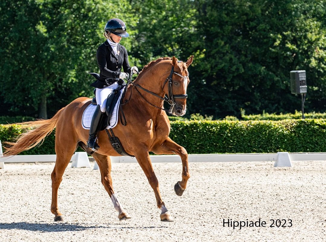 wurttemberg dressuurpaard ruin 13 years old vos for sale - Photo 5