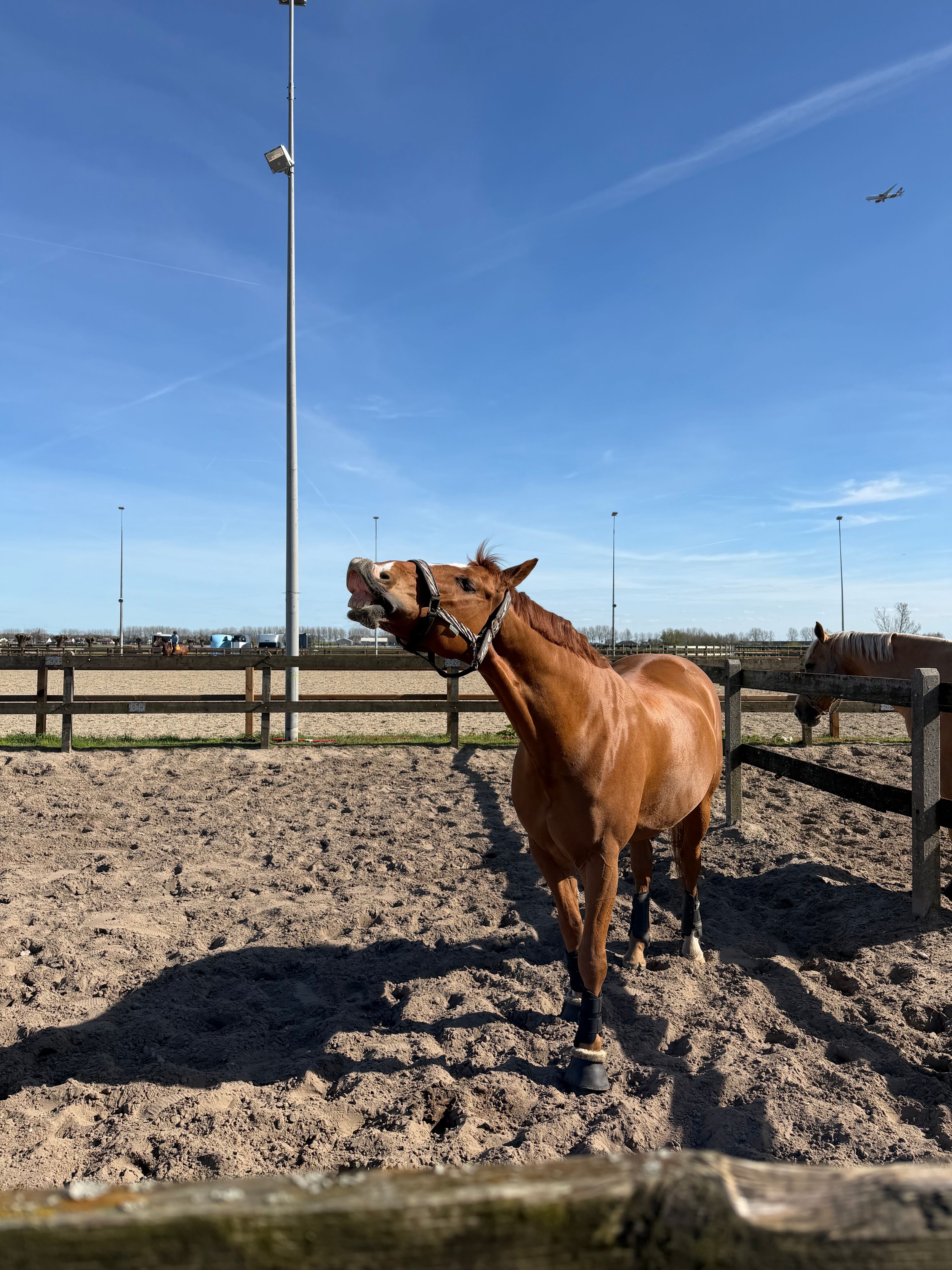 wurttemberg dressuurpaard ruin 13 years old vos for sale - Photo 3