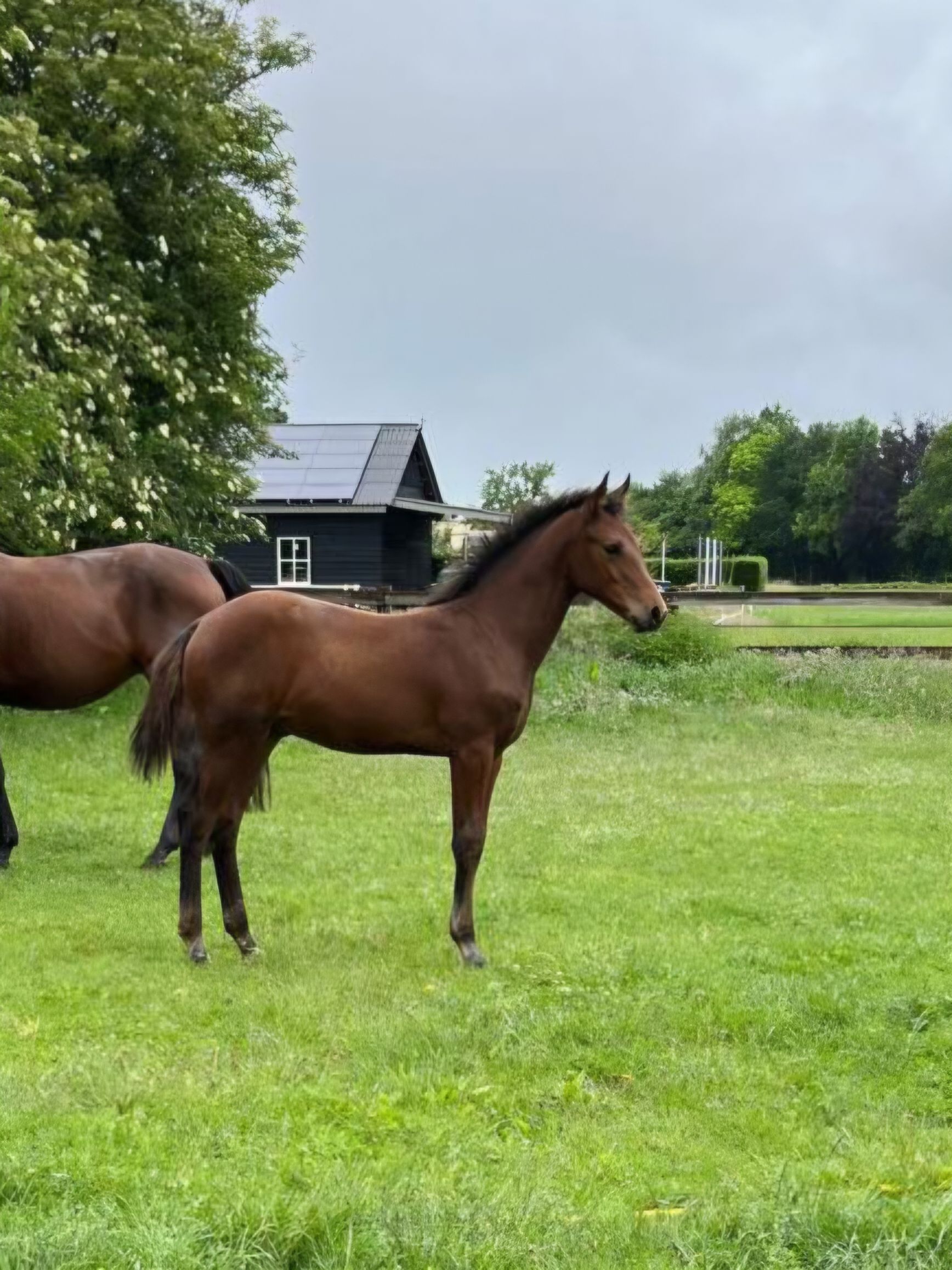 À vendre: Poulain mâle par Corydon van T&L