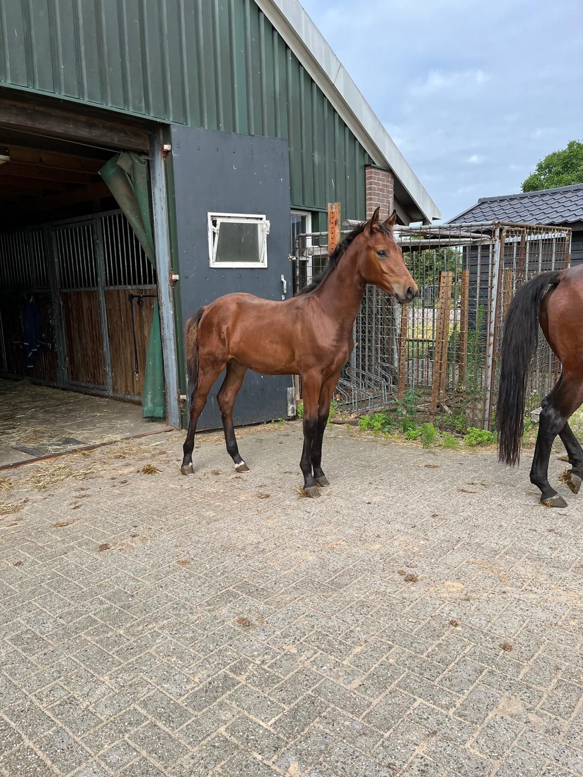 kwpn springpaard hengst 0 jaar bruin te koop - Foto 2