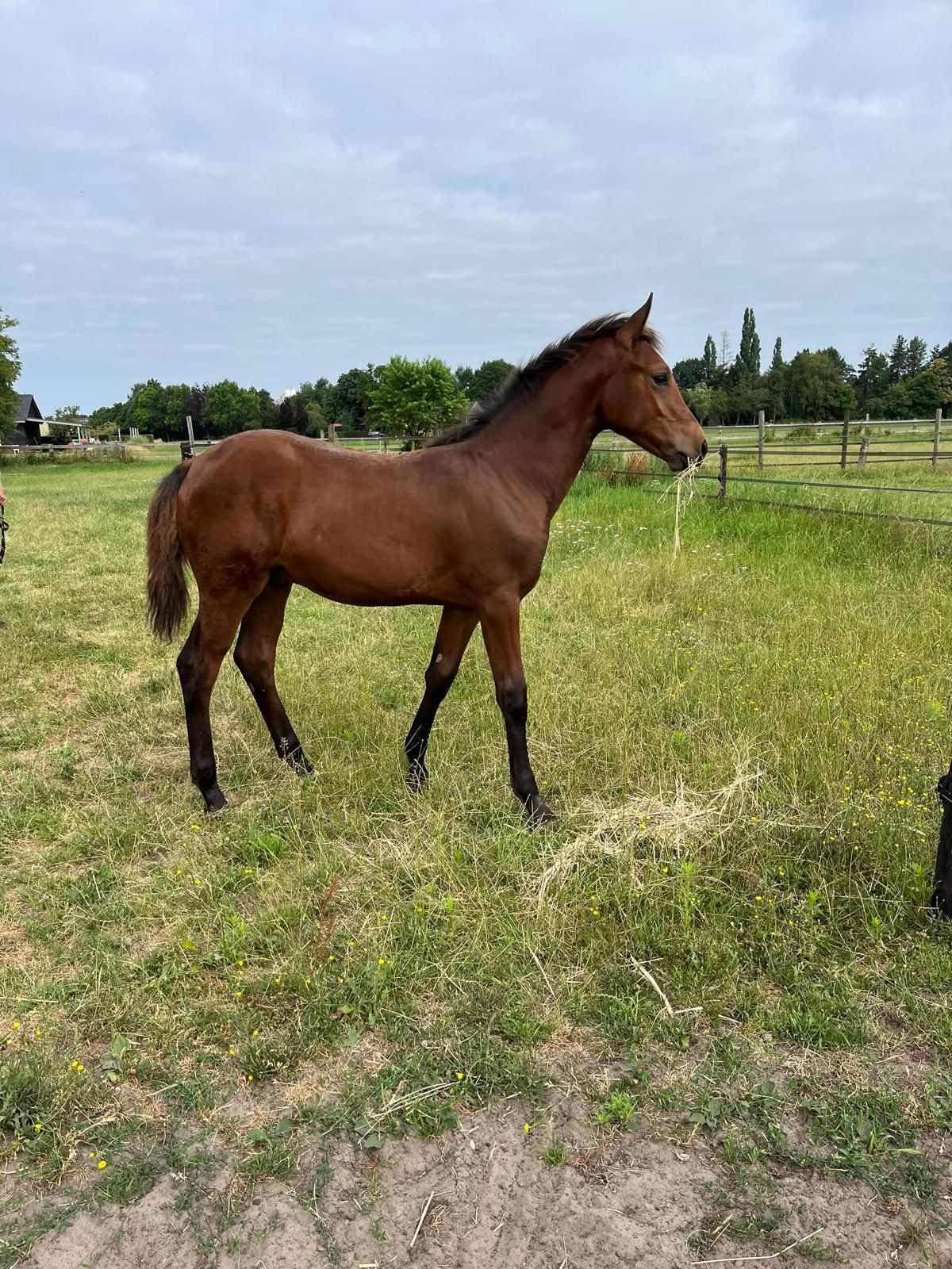 kwpn springpaard hengst 0 jaar bruin te koop - Foto 5