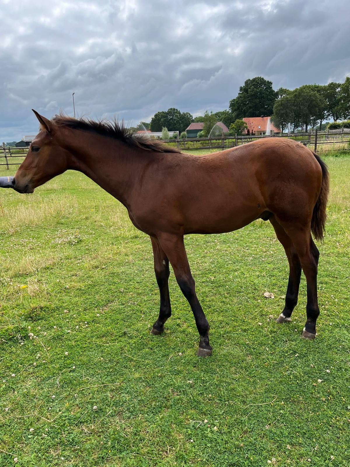 kwpn springpaard hengst 0 jaar bruin te koop - Foto 4