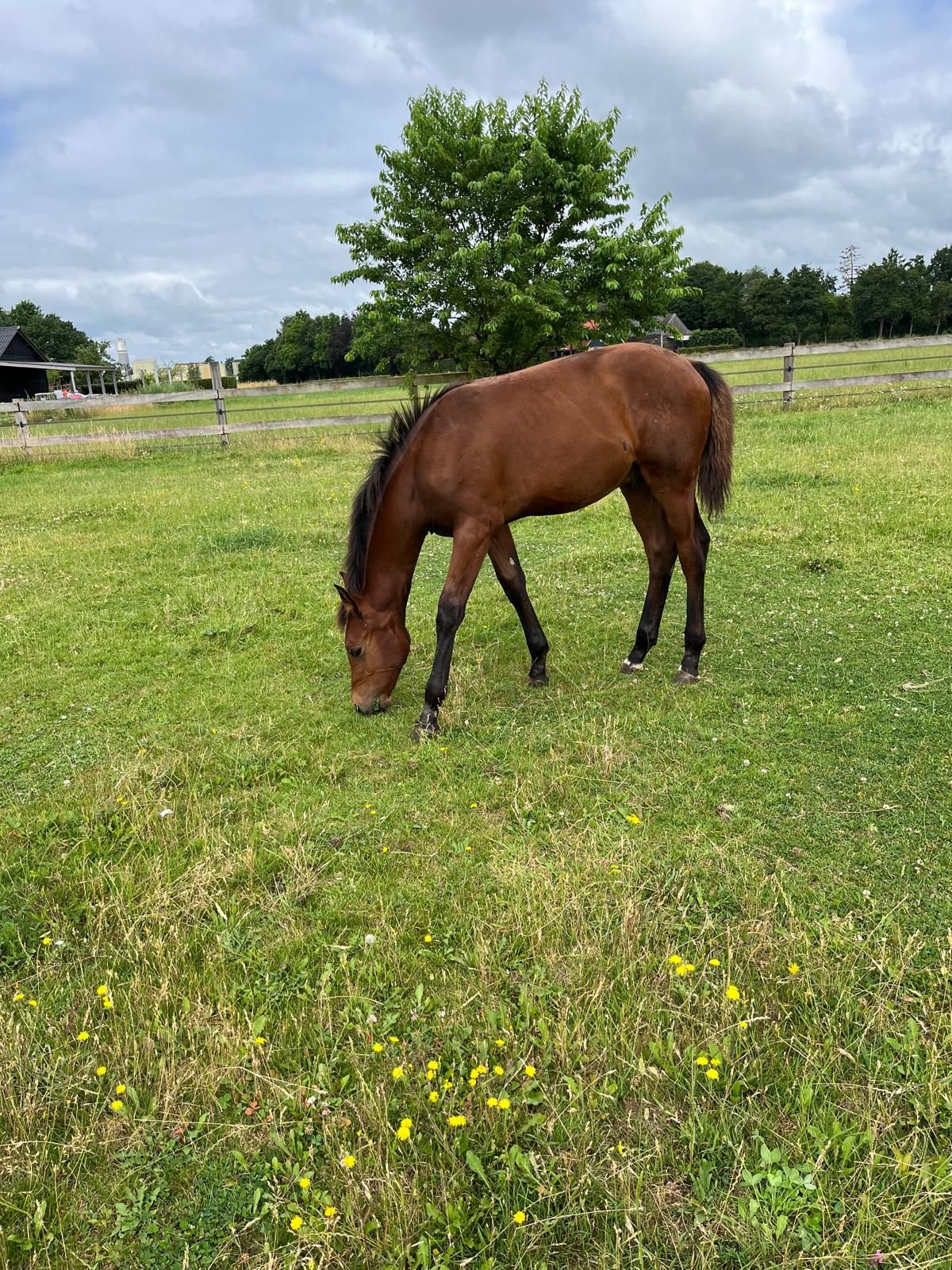 kwpn springpaard hengst 0 jaar bruin te koop - Foto 6