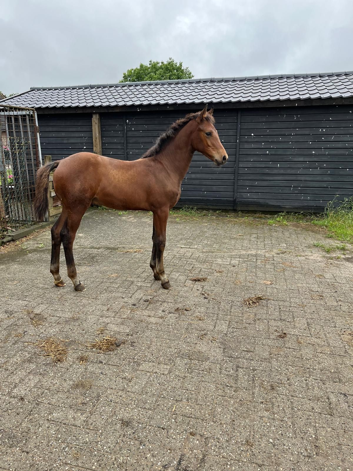 kwpn springpaard hengst 0 jaar bruin te koop - Foto 3