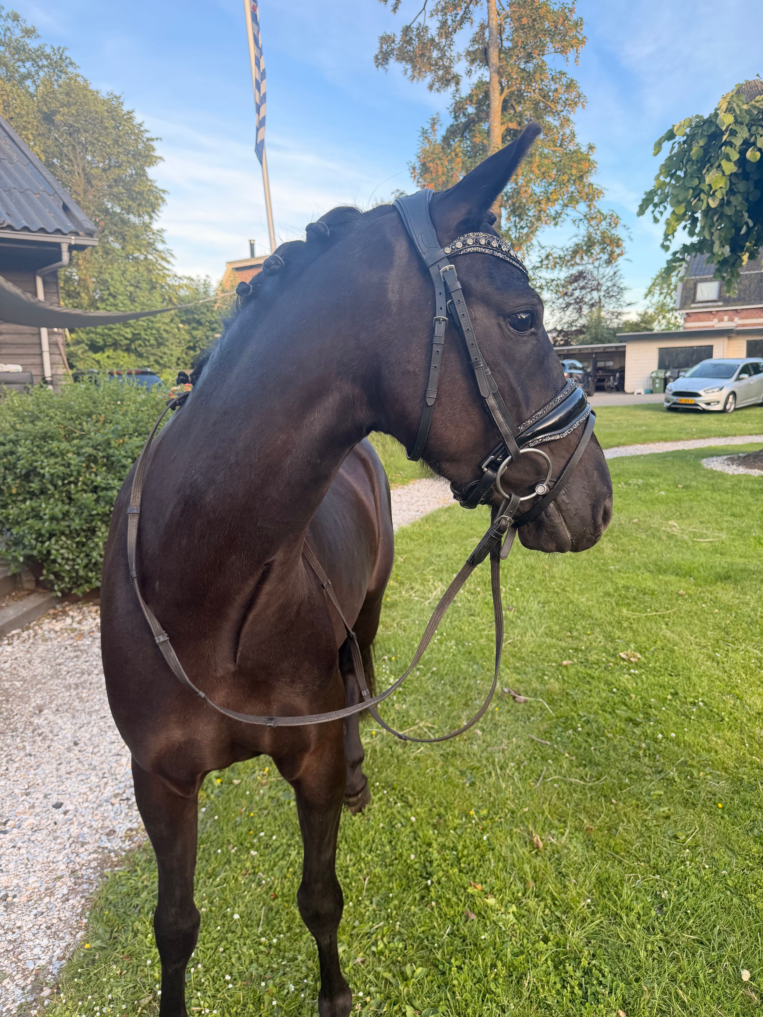 new-forest allround-pony merrie 4 anos zwart à venda - Foto 5