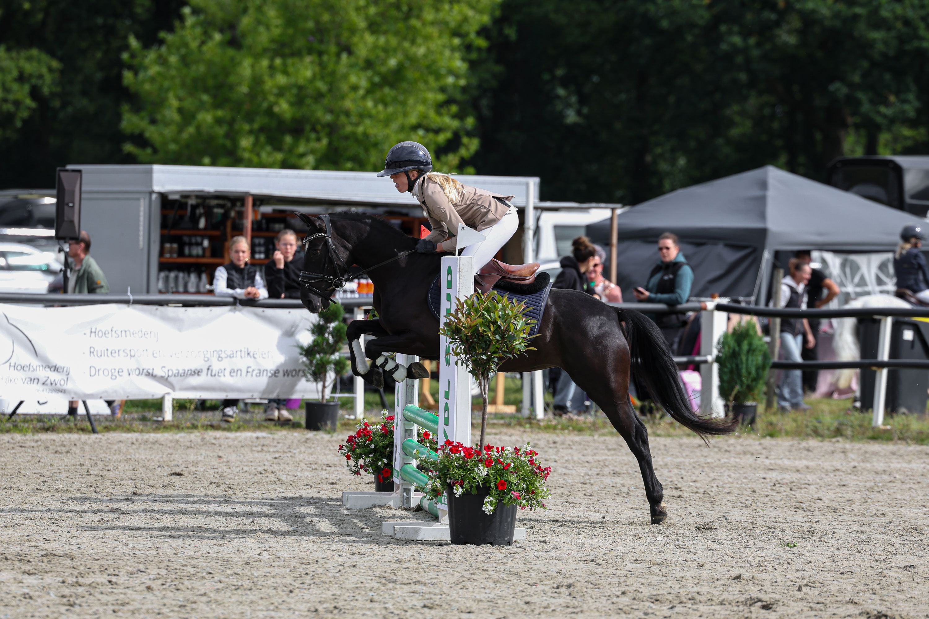 new-forest allround-pony merrie 4 anos zwart à venda - Foto 3