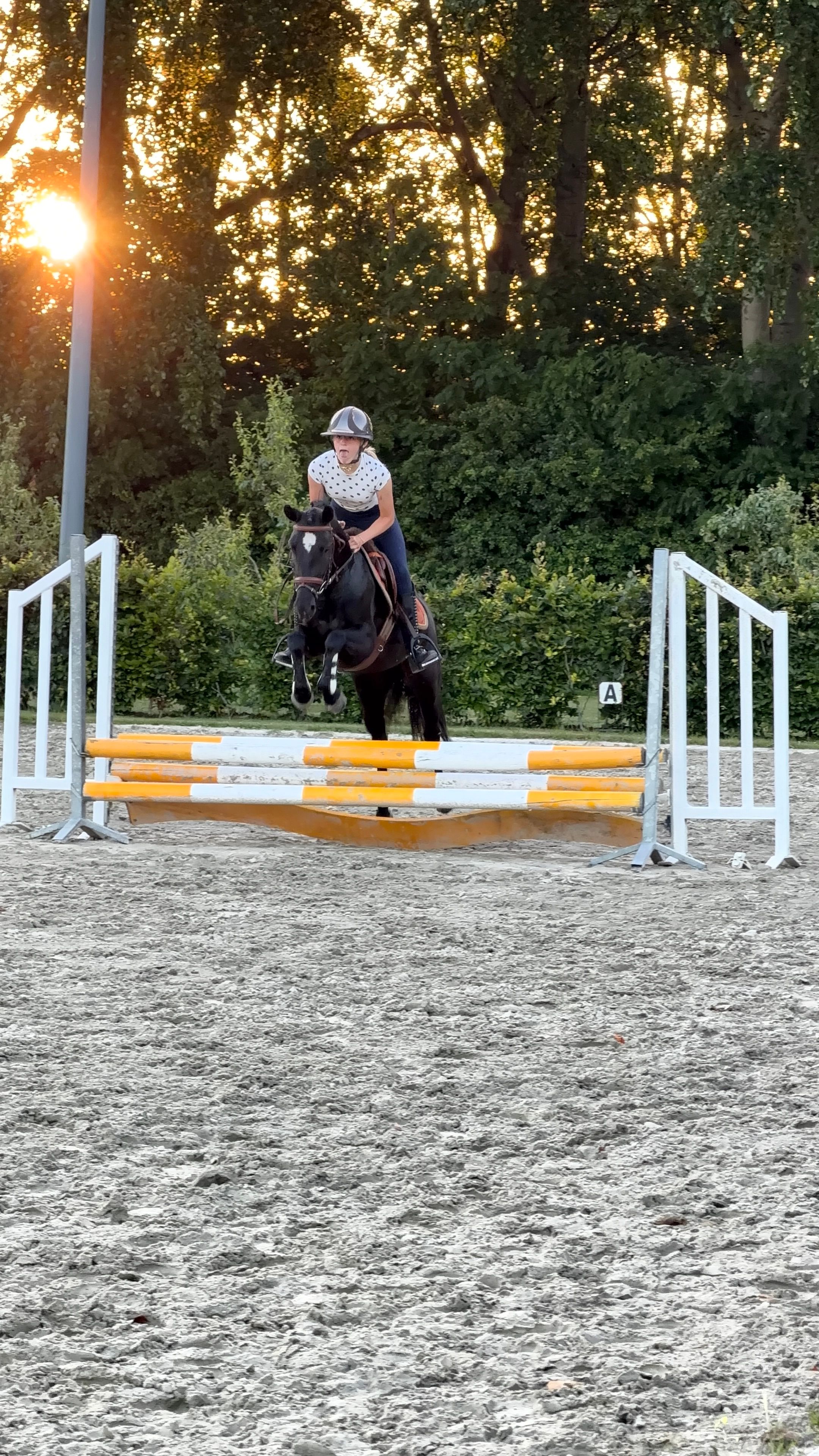 new-forest allround-pony merrie 4 anos zwart à venda - Foto 4