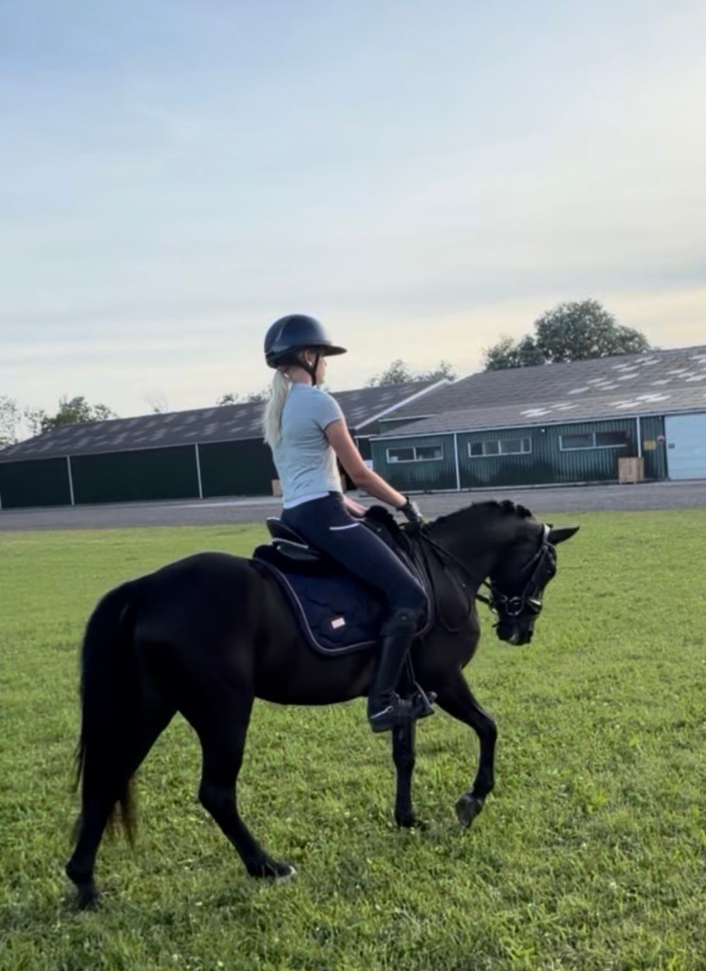 new-forest allround-pony merrie 4 anos zwart à venda - Foto 6