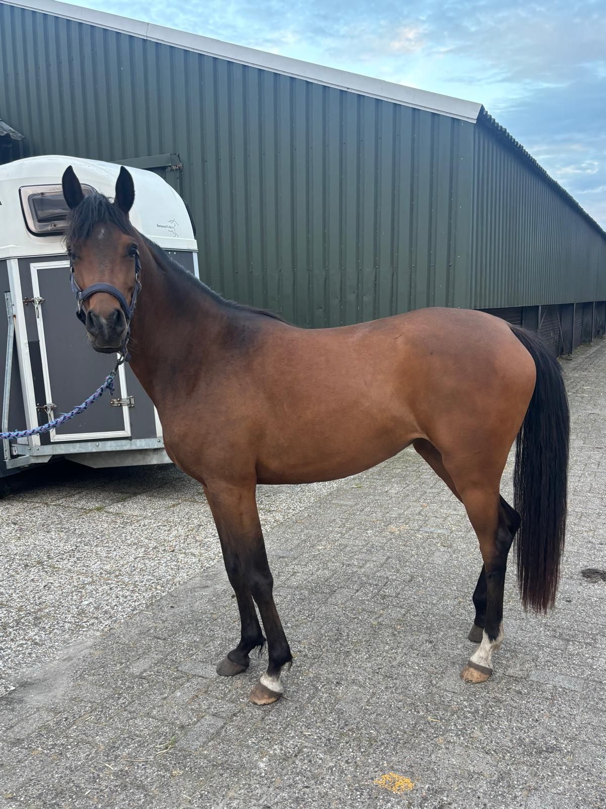 Vackert Arabian-sto