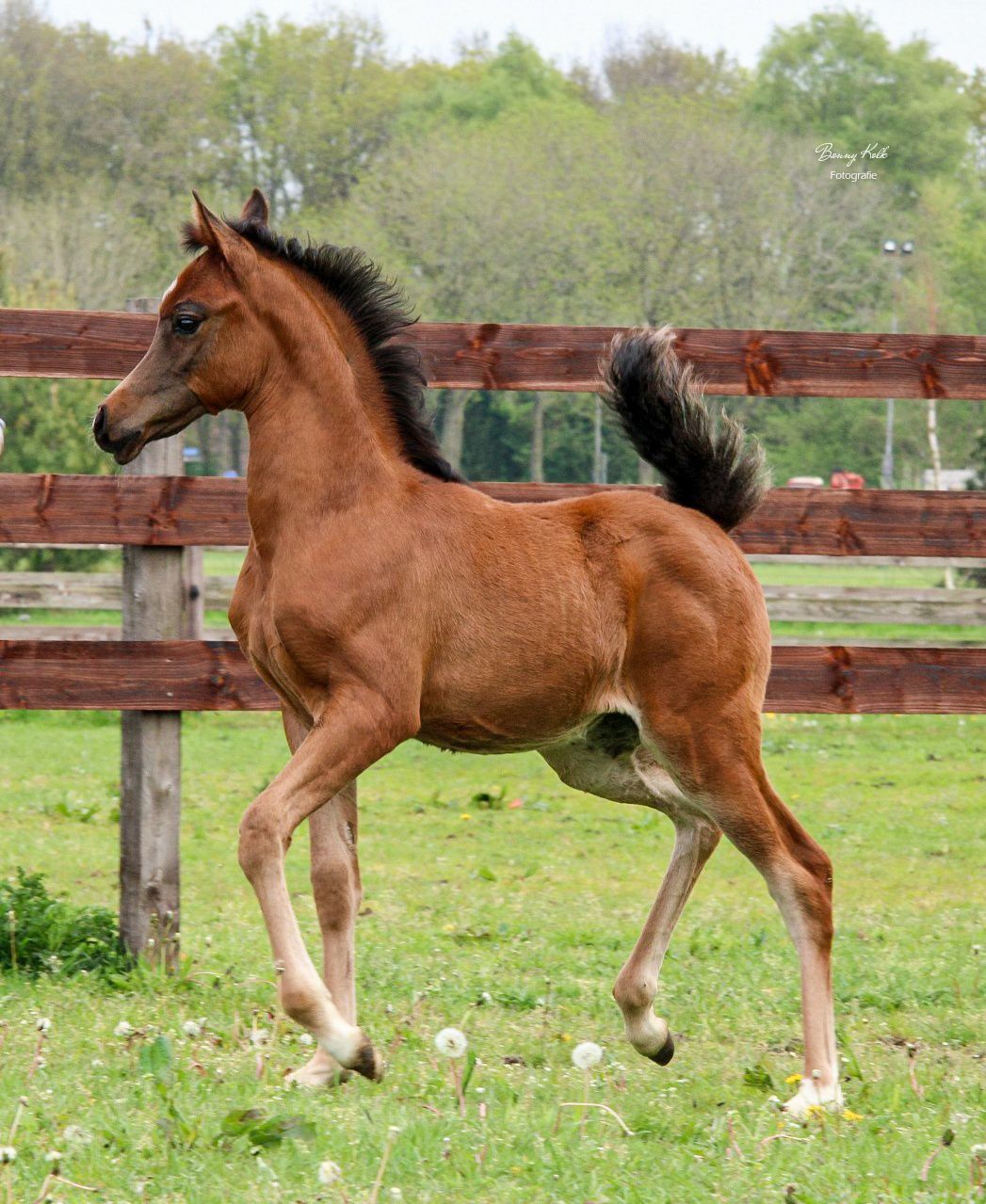 arabier pony merrie 3 år bruin till salu - Foto 5