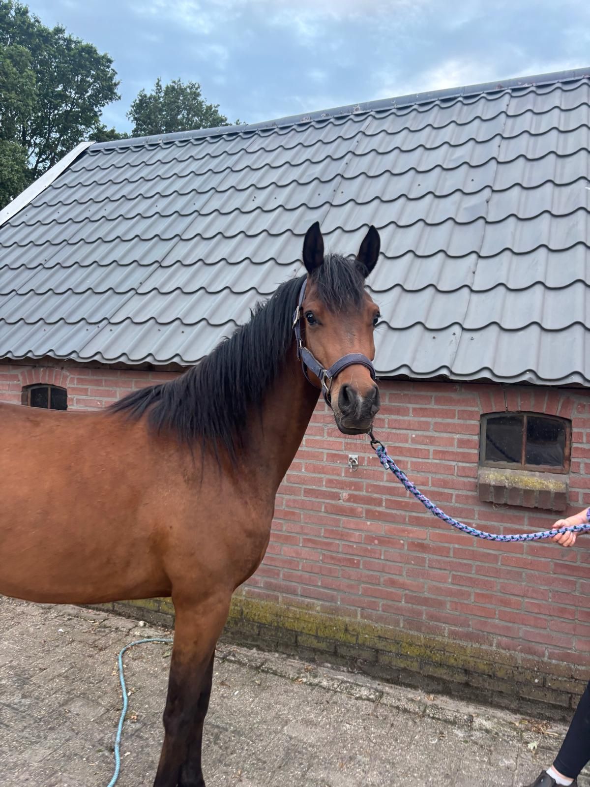 arabier pony merrie 3 år bruin till salu - Foto 3