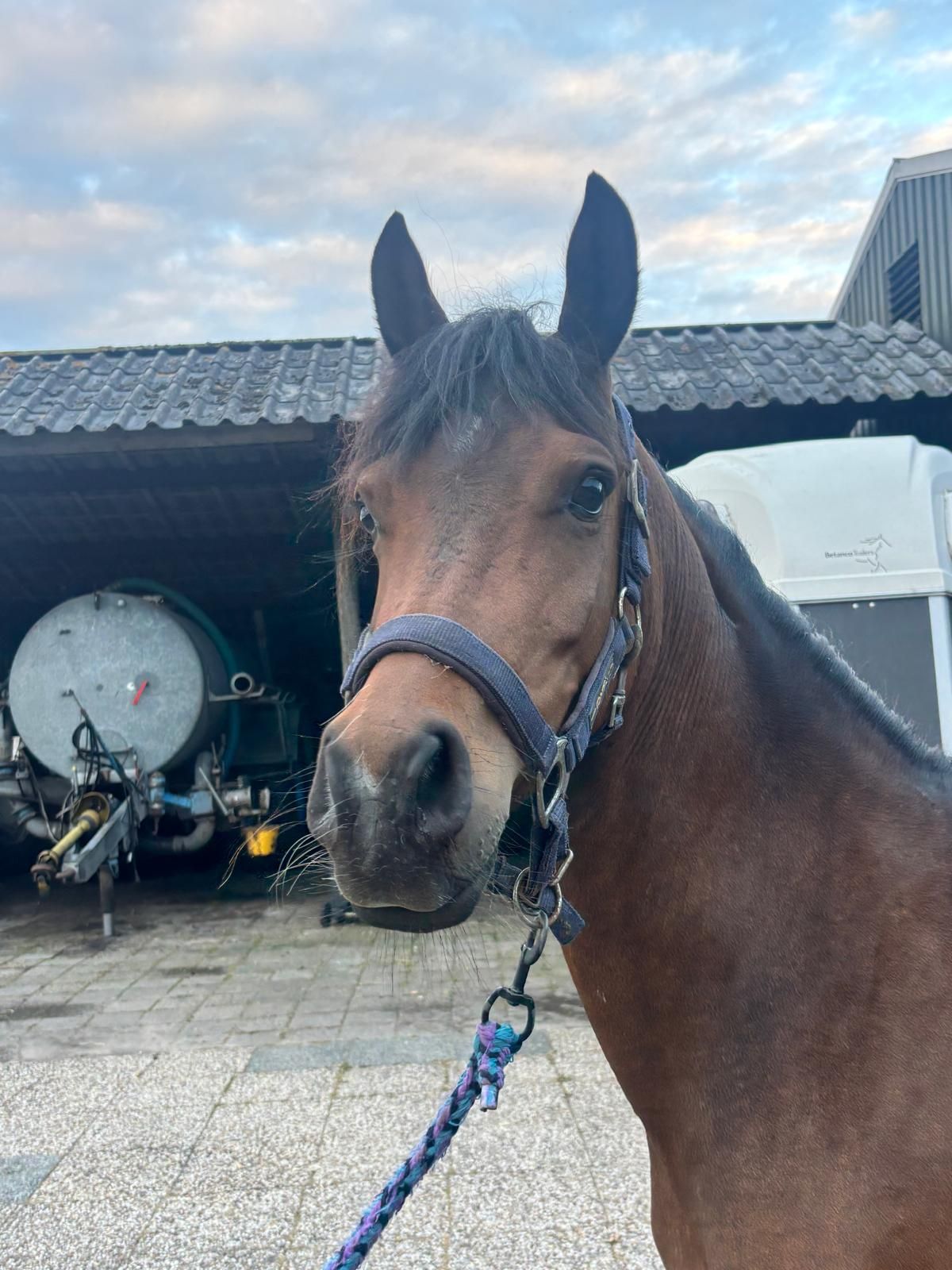 arabier pony merrie 3 år bruin till salu - Foto 2