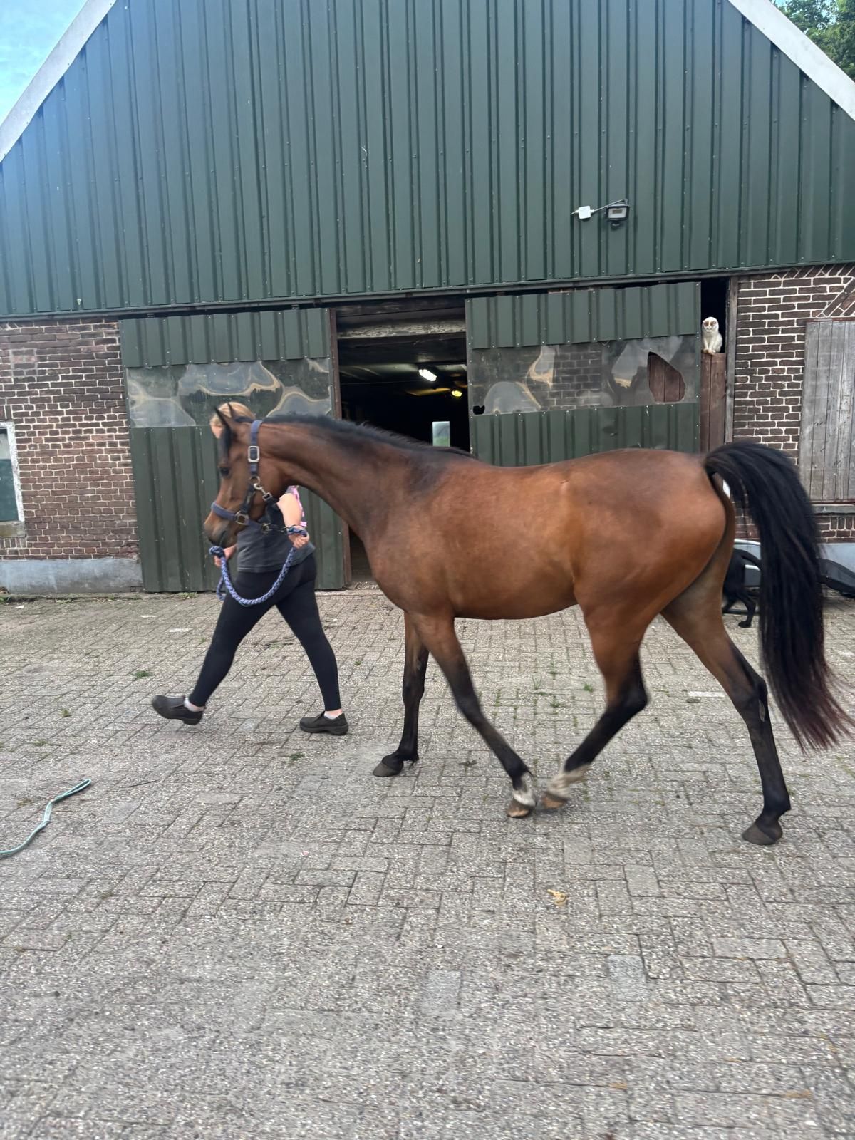 arabier pony merrie 3 år bruin till salu - Foto 4