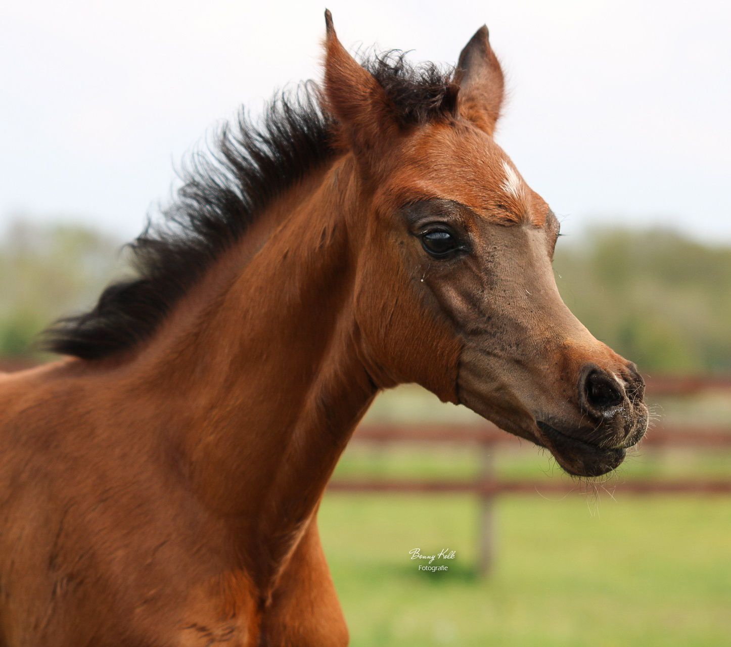 arabier pony merrie 3 år bruin till salu - Foto 6