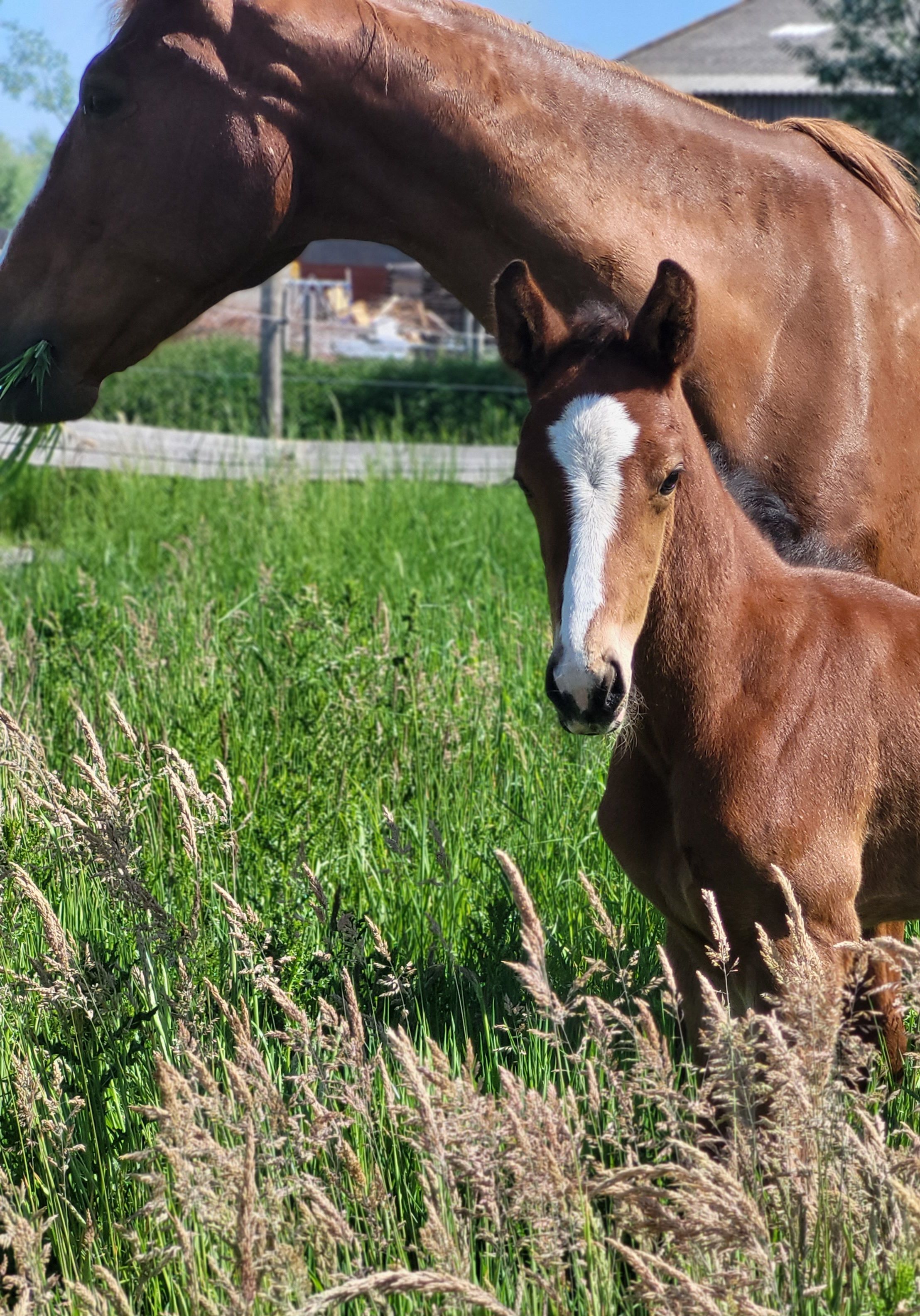 Royal dynamic x Armani  dressuurpaard hengst 0 years old bruin for sale - Main photo