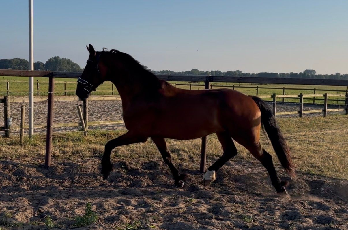 ander dressuurpaard ruin 4 ans bruin à vendre - Photo 6