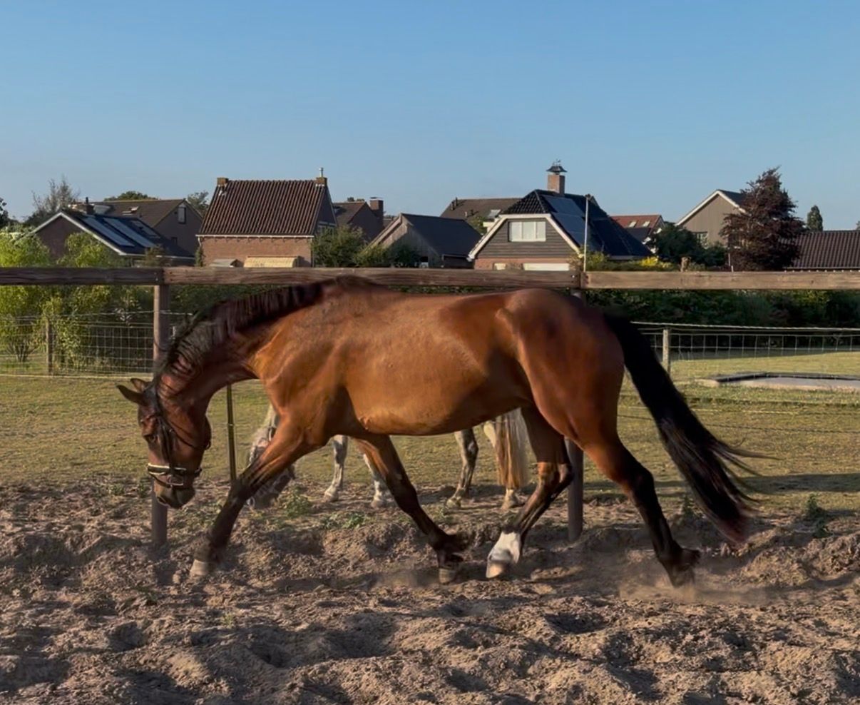 ander dressuurpaard ruin 4 ans bruin à vendre - Photo 5