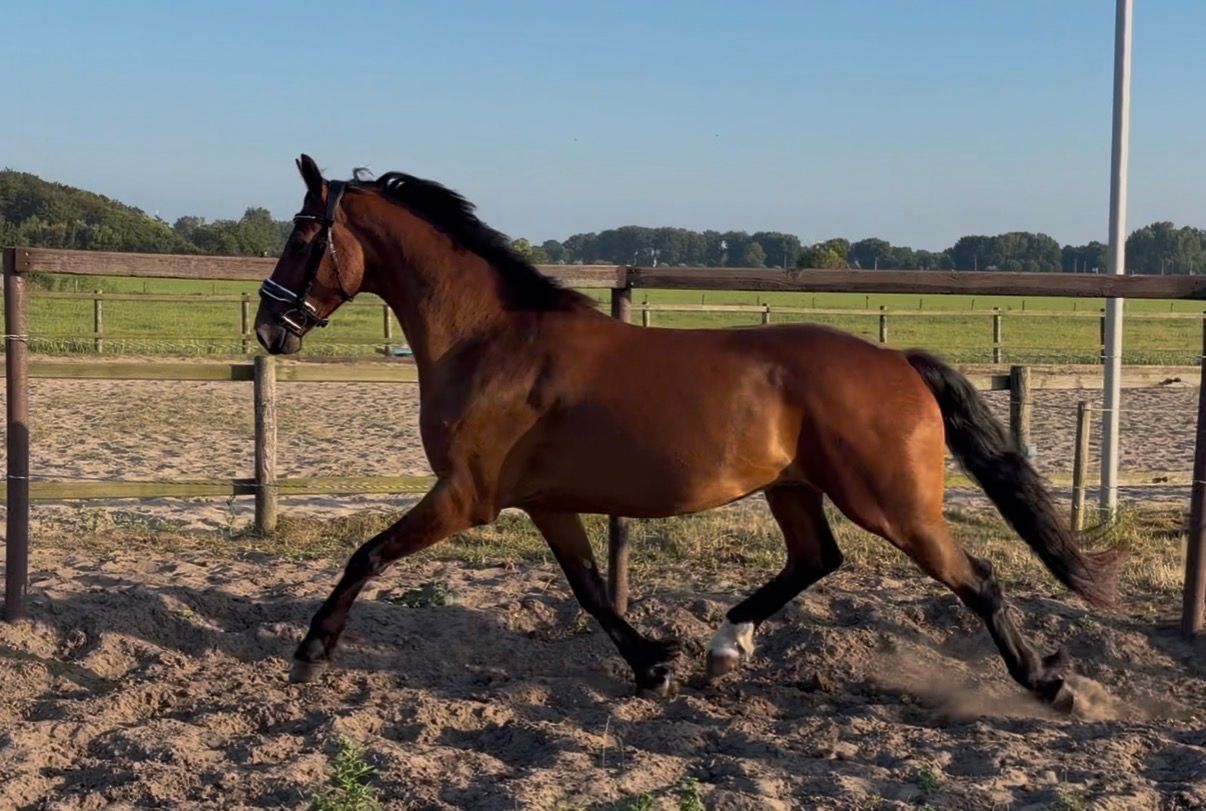 ander dressuurpaard ruin 4 ans bruin à vendre - Photo 3