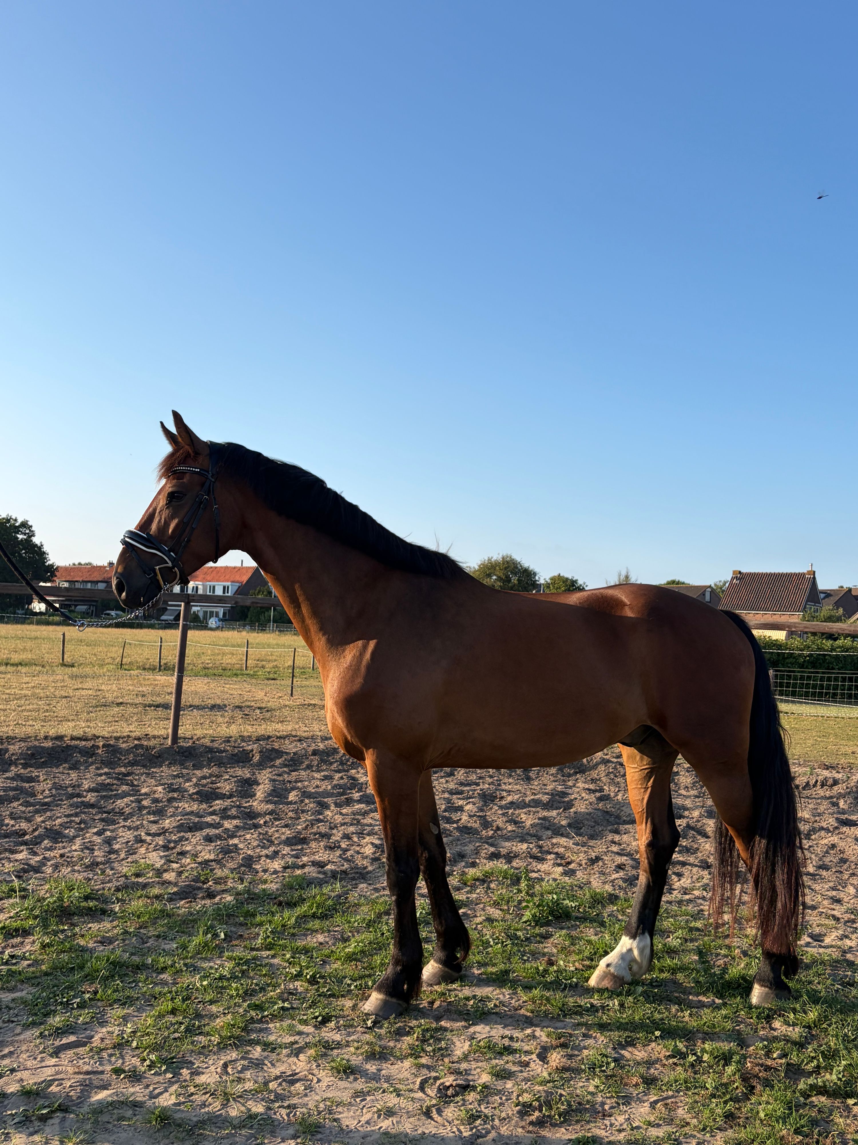 Magnifique hongre de 4 ans aux allures exceptionnelles