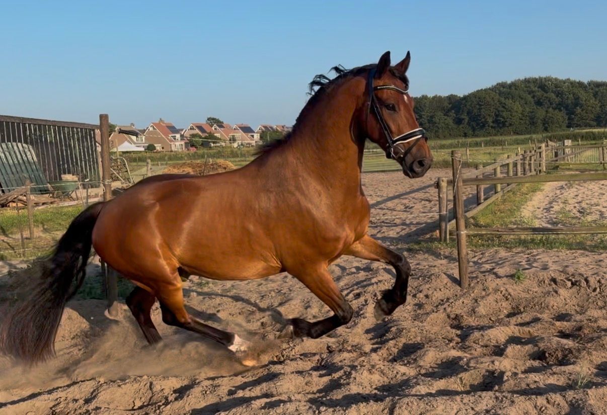 ander dressuurpaard ruin 4 ans bruin à vendre - Photo 4
