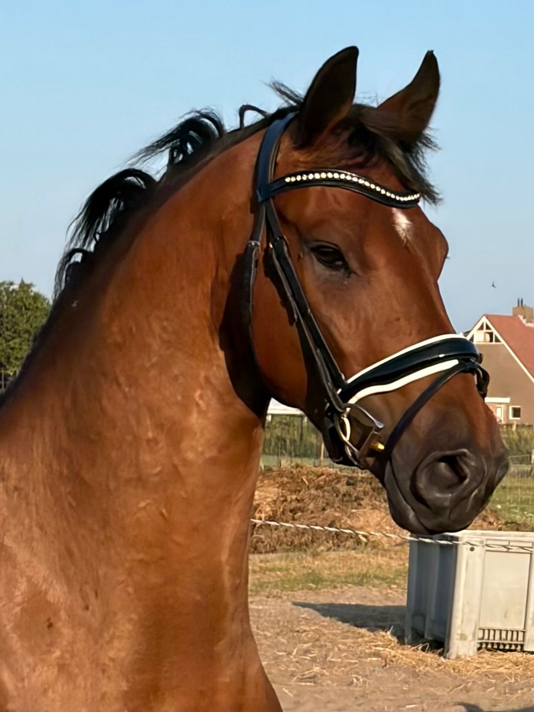 ander dressuurpaard ruin 4 ans bruin à vendre - Photo 2