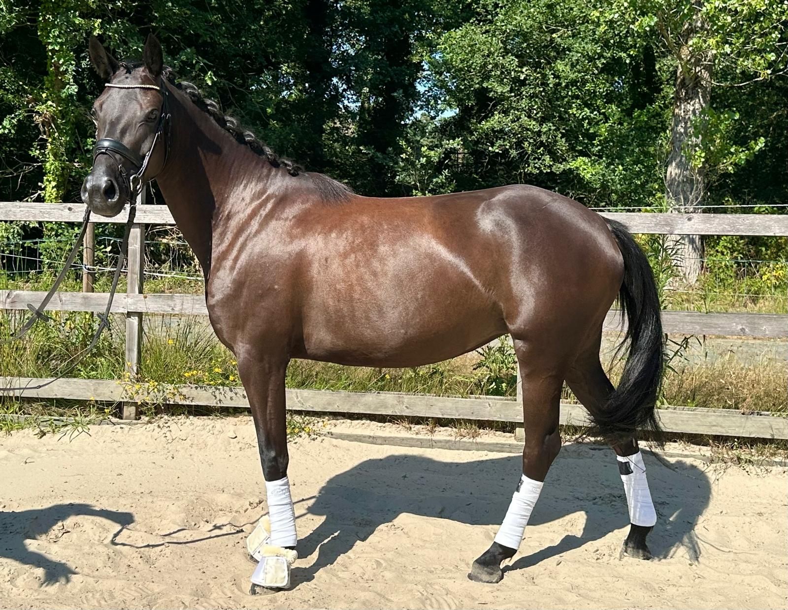 Gorgeous 4yo sport pony, jumping pedigree