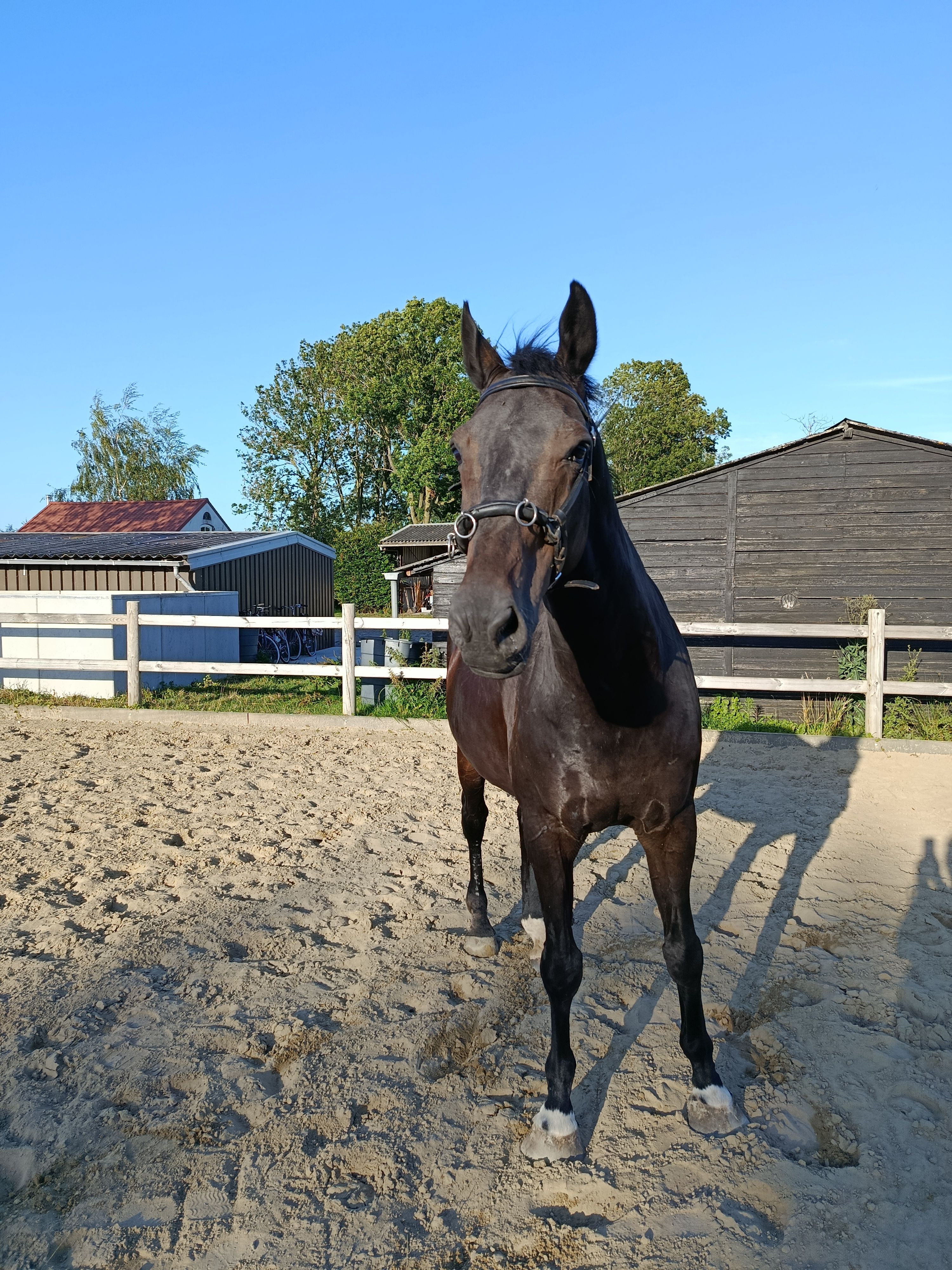 kwpn dressuurpaard ruin 15 años zwart en venta - Foto 6