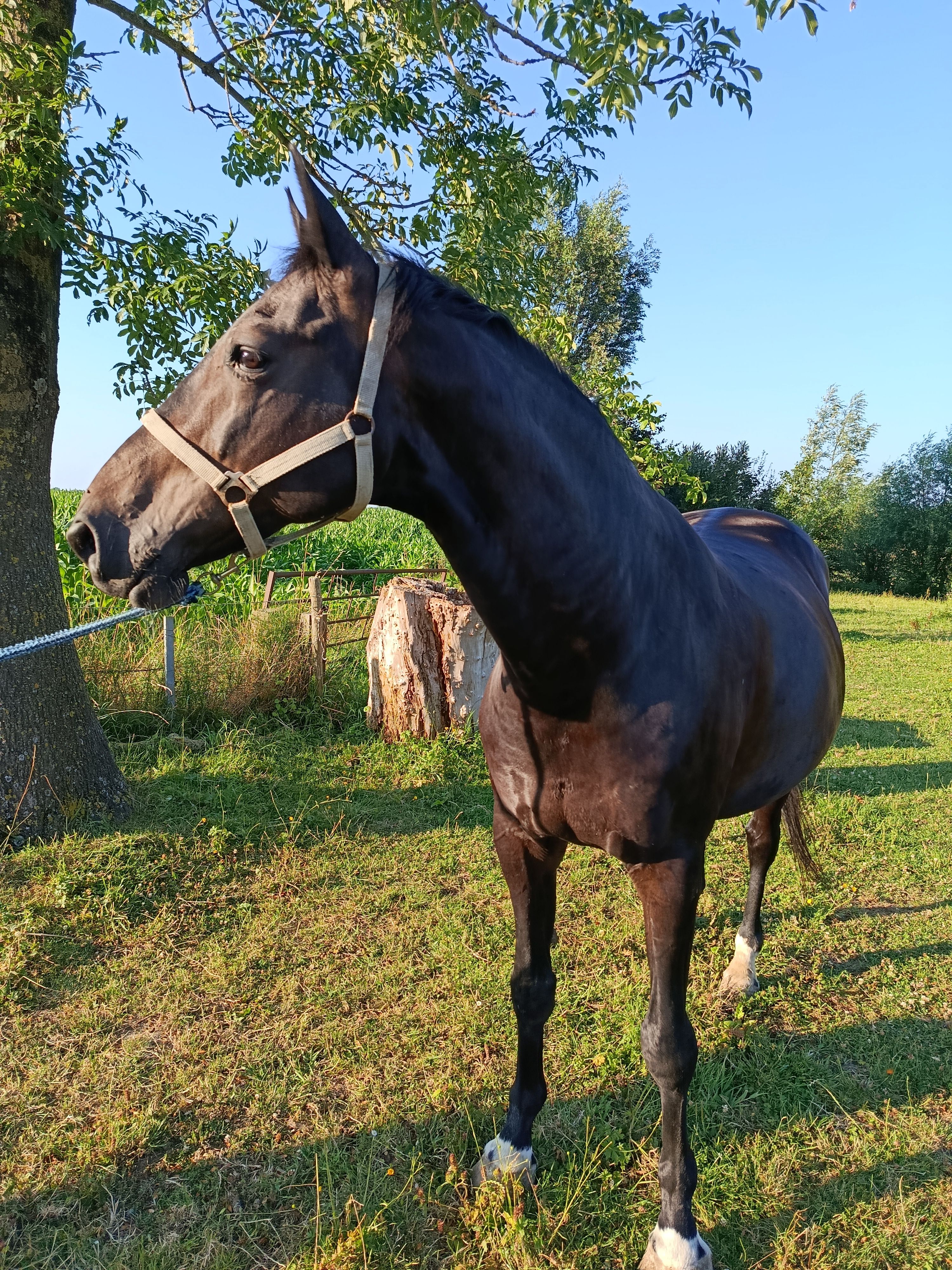 kwpn dressuurpaard ruin 15 years old zwart for sale - Photo 5