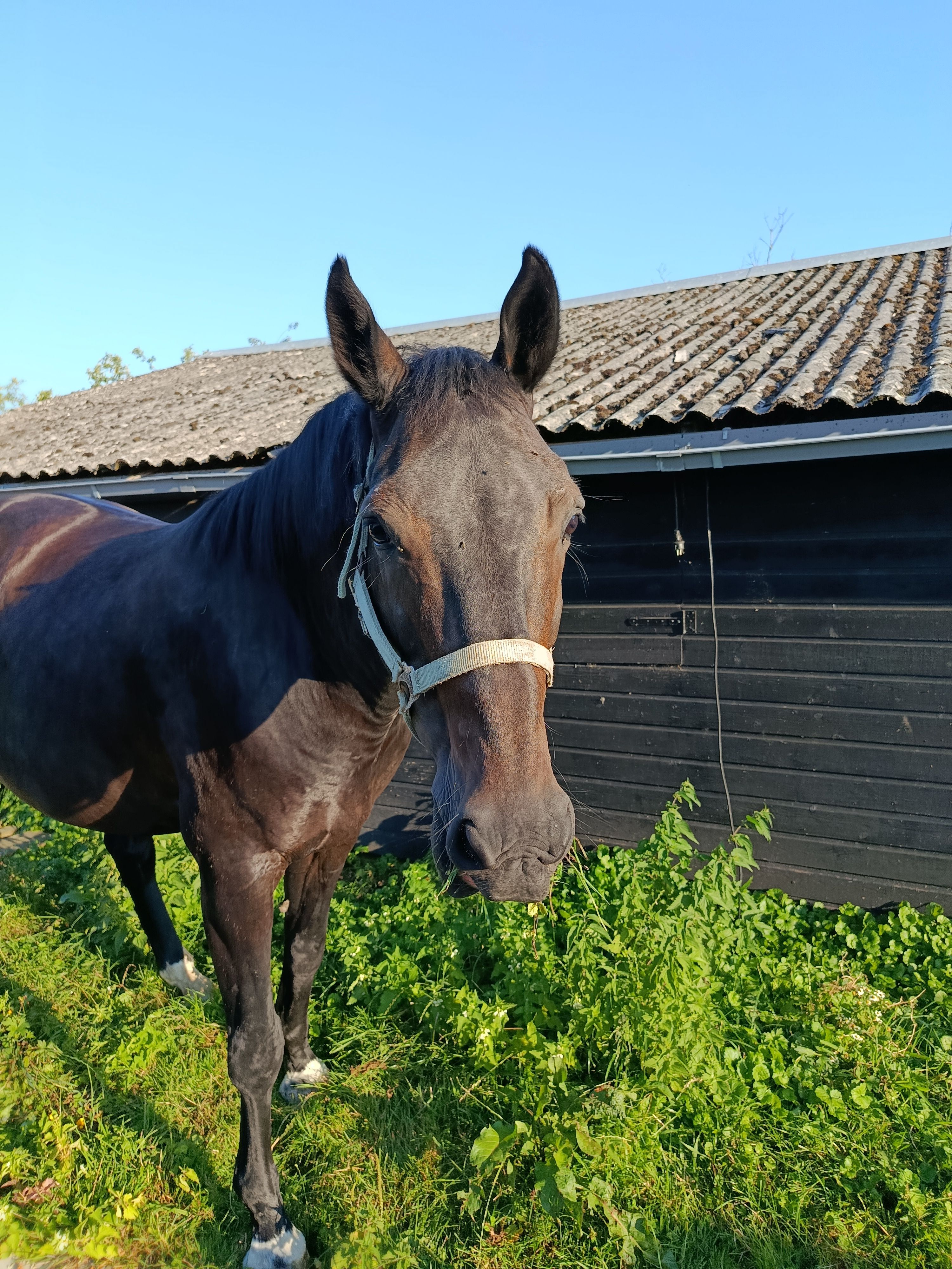 kwpn dressuurpaard ruin 15 years old zwart for sale - Photo 6