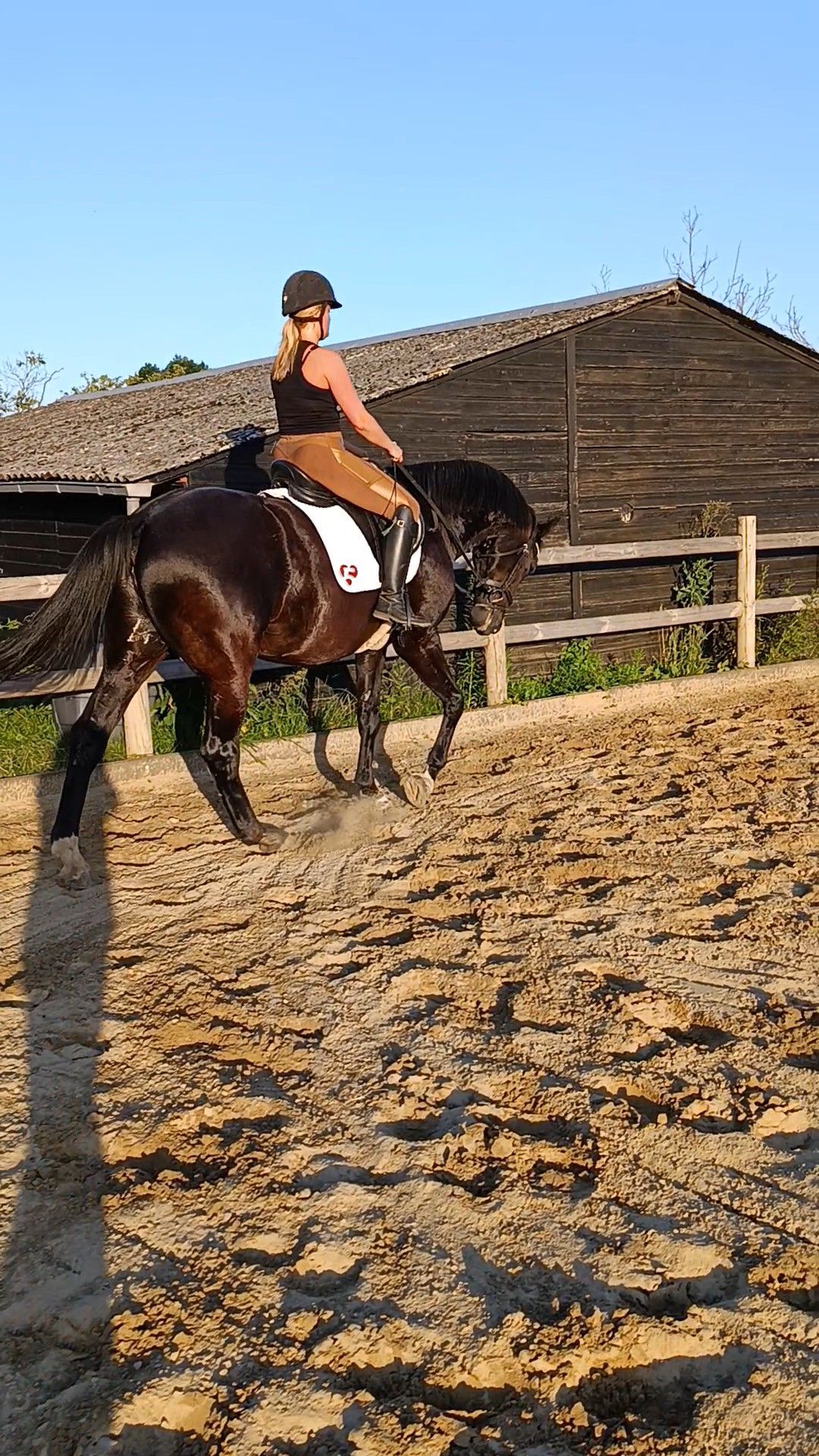 kwpn dressuurpaard ruin 15 years old zwart for sale - Photo 2