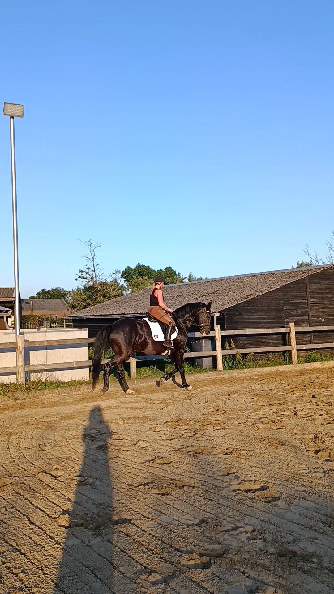kwpn dressuurpaard ruin 15 years old zwart for sale - Photo 3